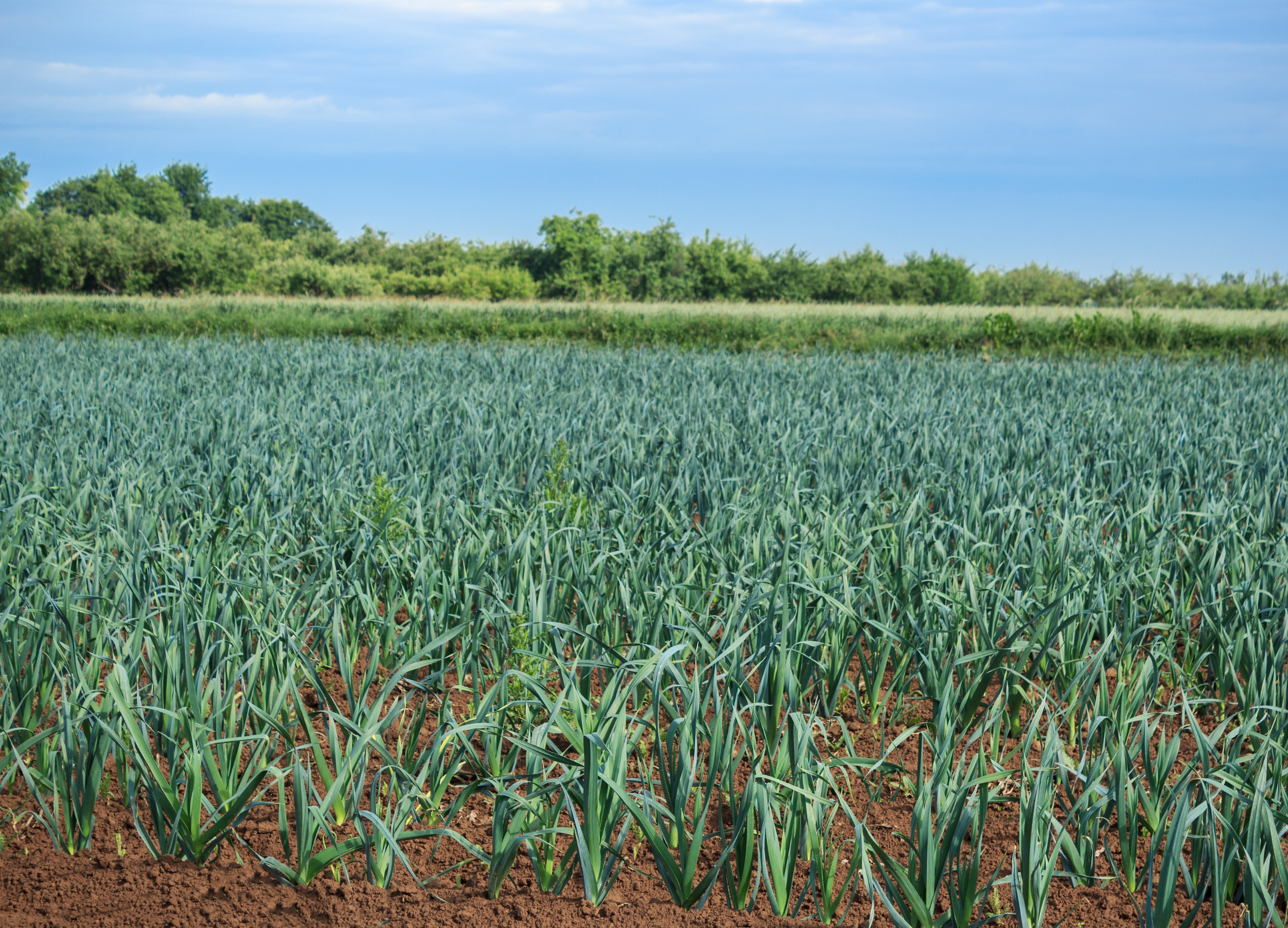 Lauchfeld mit grünen, aufrechten Pflanzen in braunem Boden, Baumreihe im Hintergrund unter blauem Himmel.