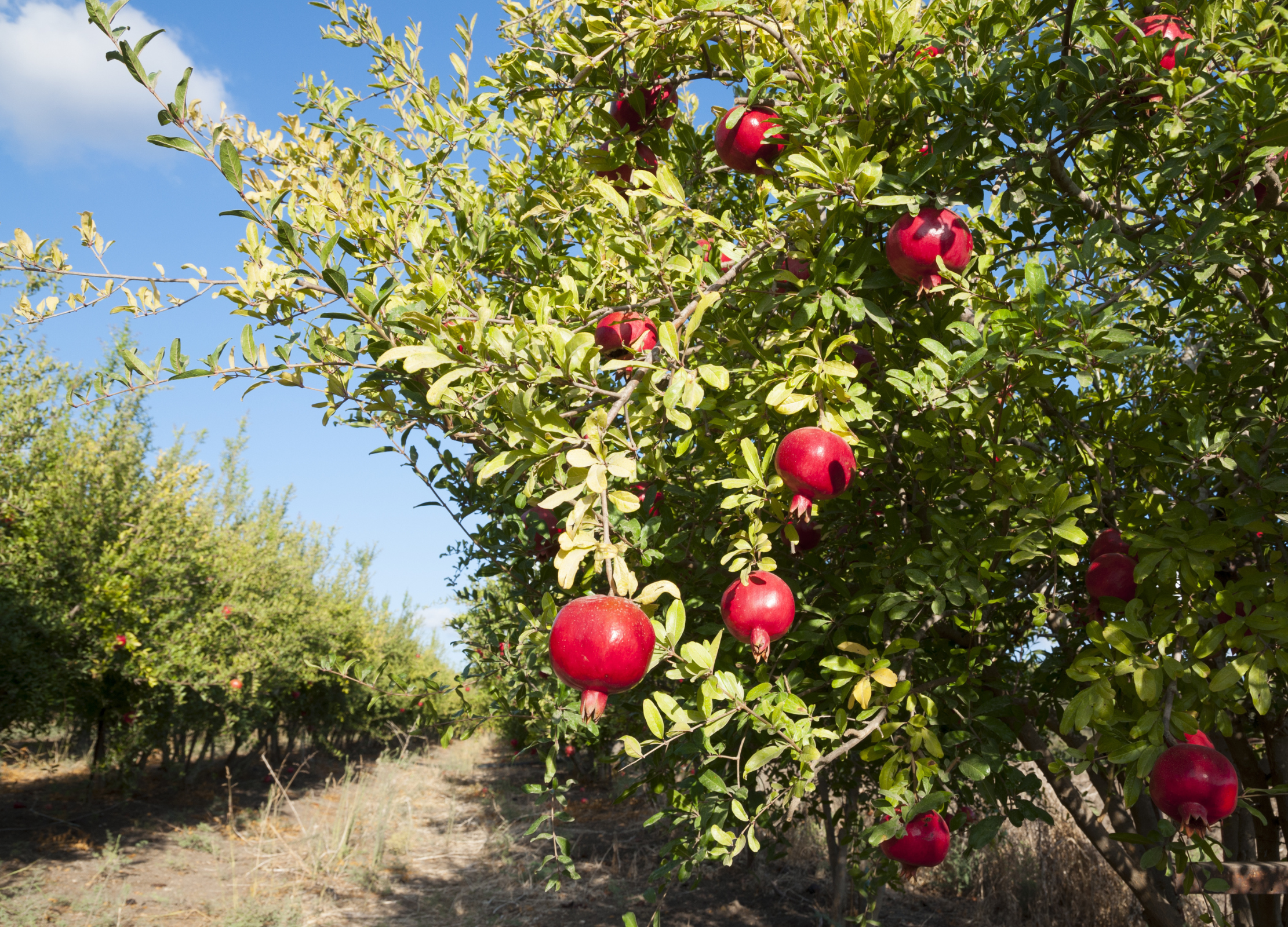 Granatapfelbäume mit reifen, roten Früchten stehen in Reihen auf einer sonnigen Plantage