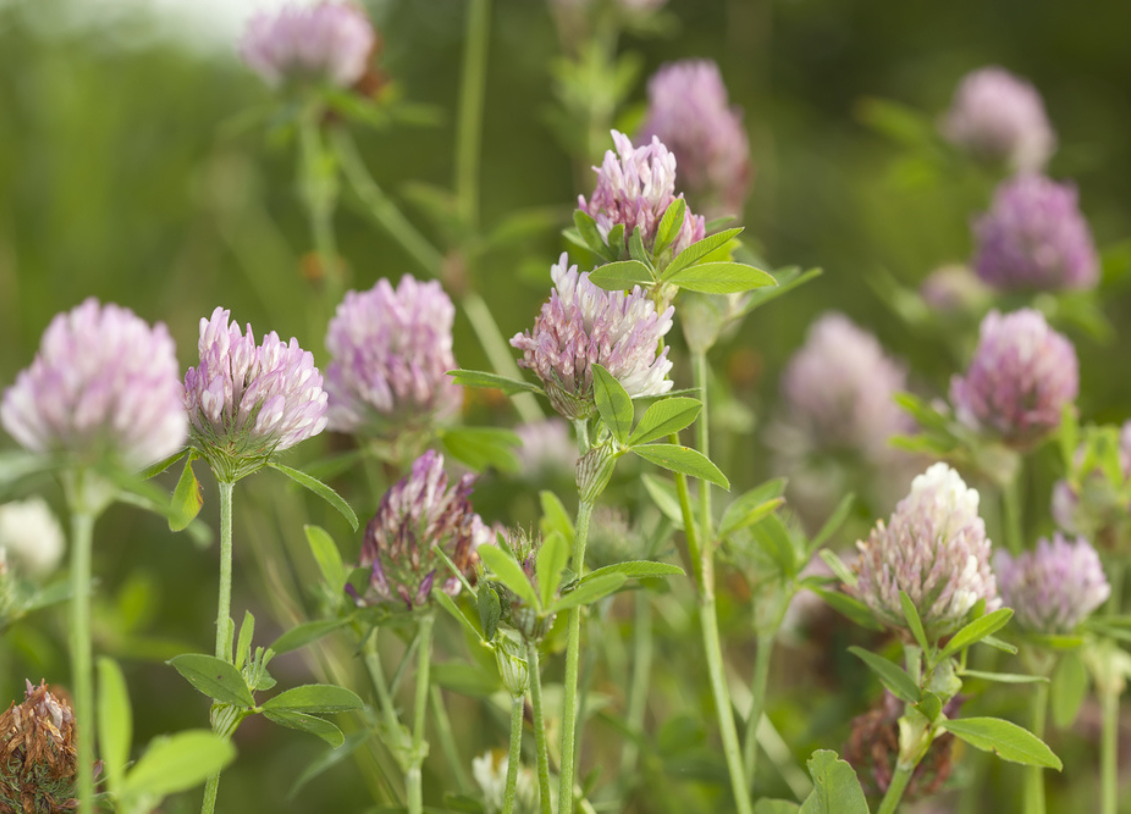 Rotklee mit rosa-violetten kugelförmigen Blütenköpfen und grünen Blättern auf Wiese