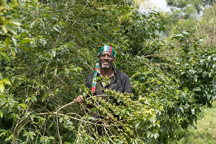 Mann mit buntem Stirnband erntet Teeblätter von grünen Teepflanzen auf einer Plantage