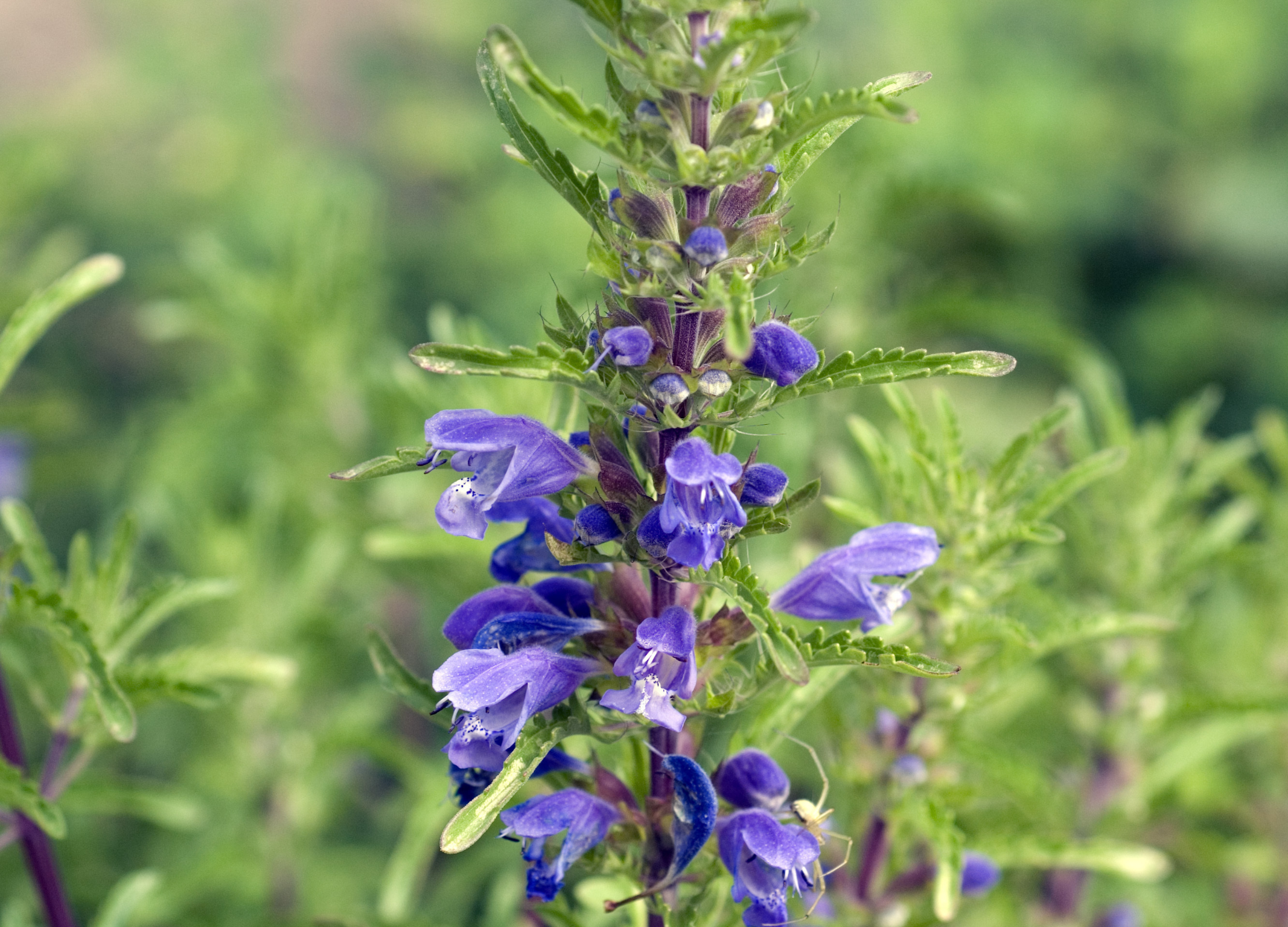 Blühende Drachenkopfmelisse mit vielen kleinen, violetten Blüten an einem aufrechten, grünen Stängel