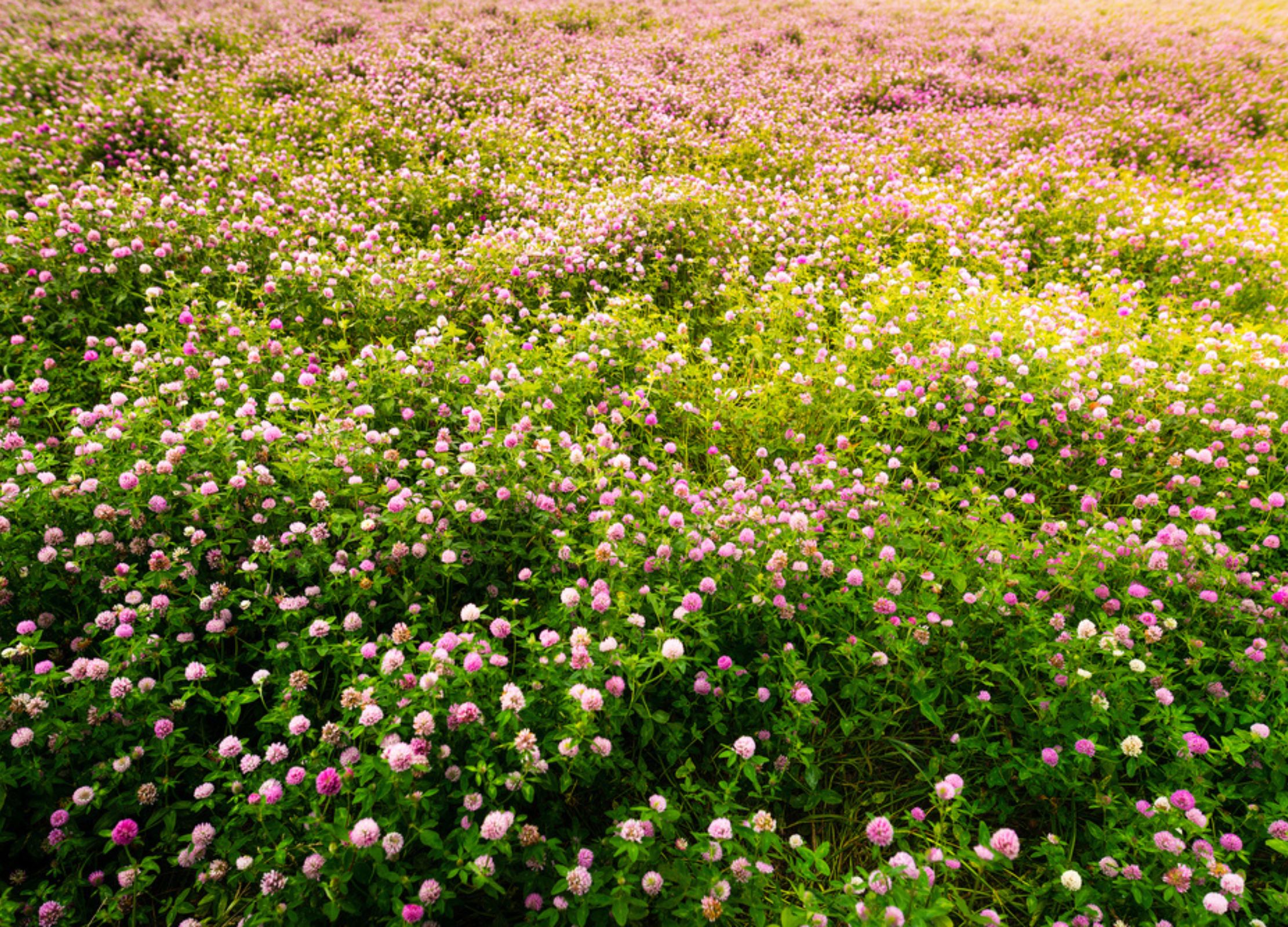 Ausgedehntes Rotklee-Feld mit rosa und weißen kugelförmigen Blütenköpfen zwischen grünem Laub