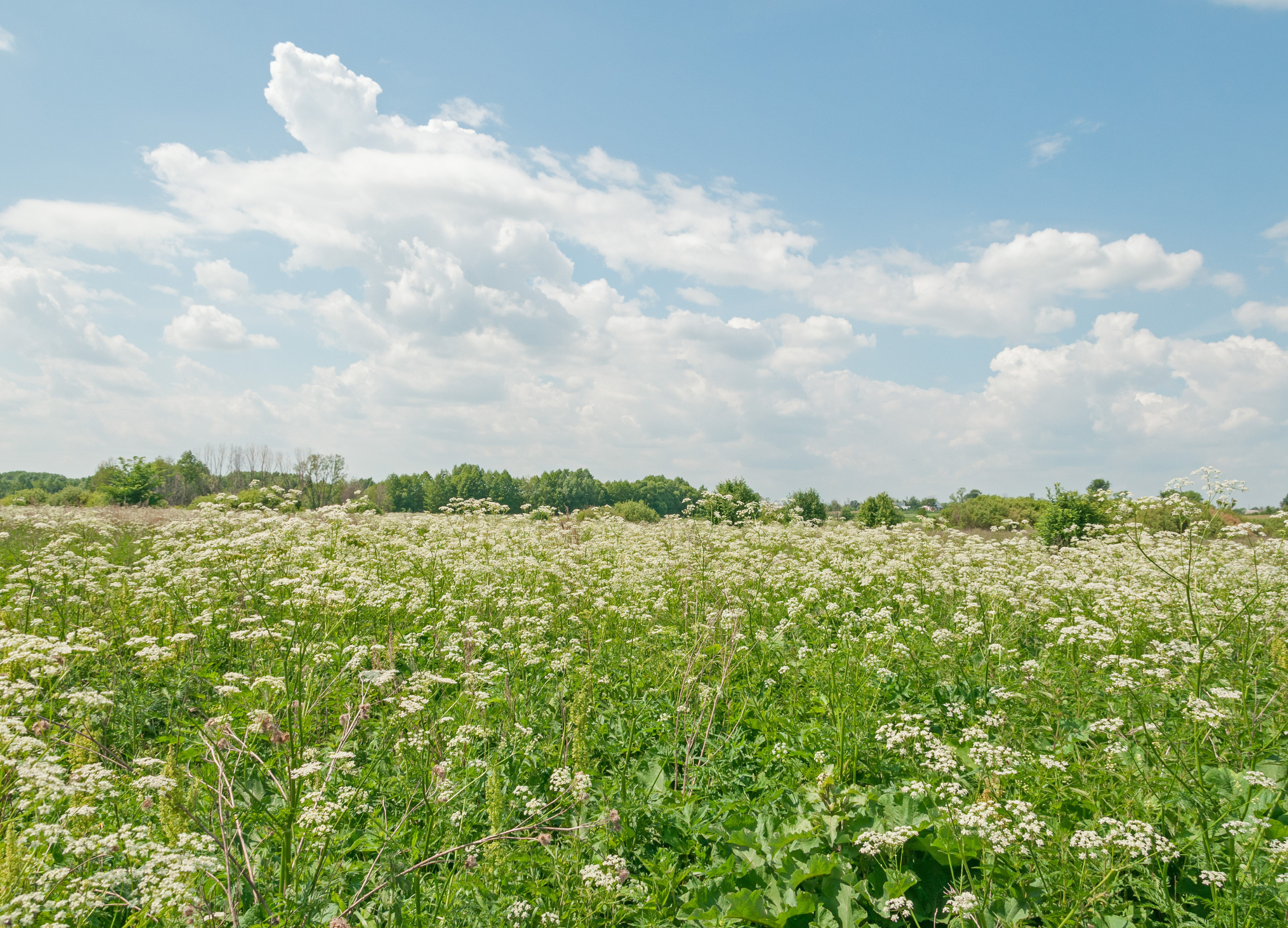 Blühendes Kerbelfeld unter blauem Himmel mit weißen Wolken, die feinen weißen Blüten heben sich vom satten Grün ab