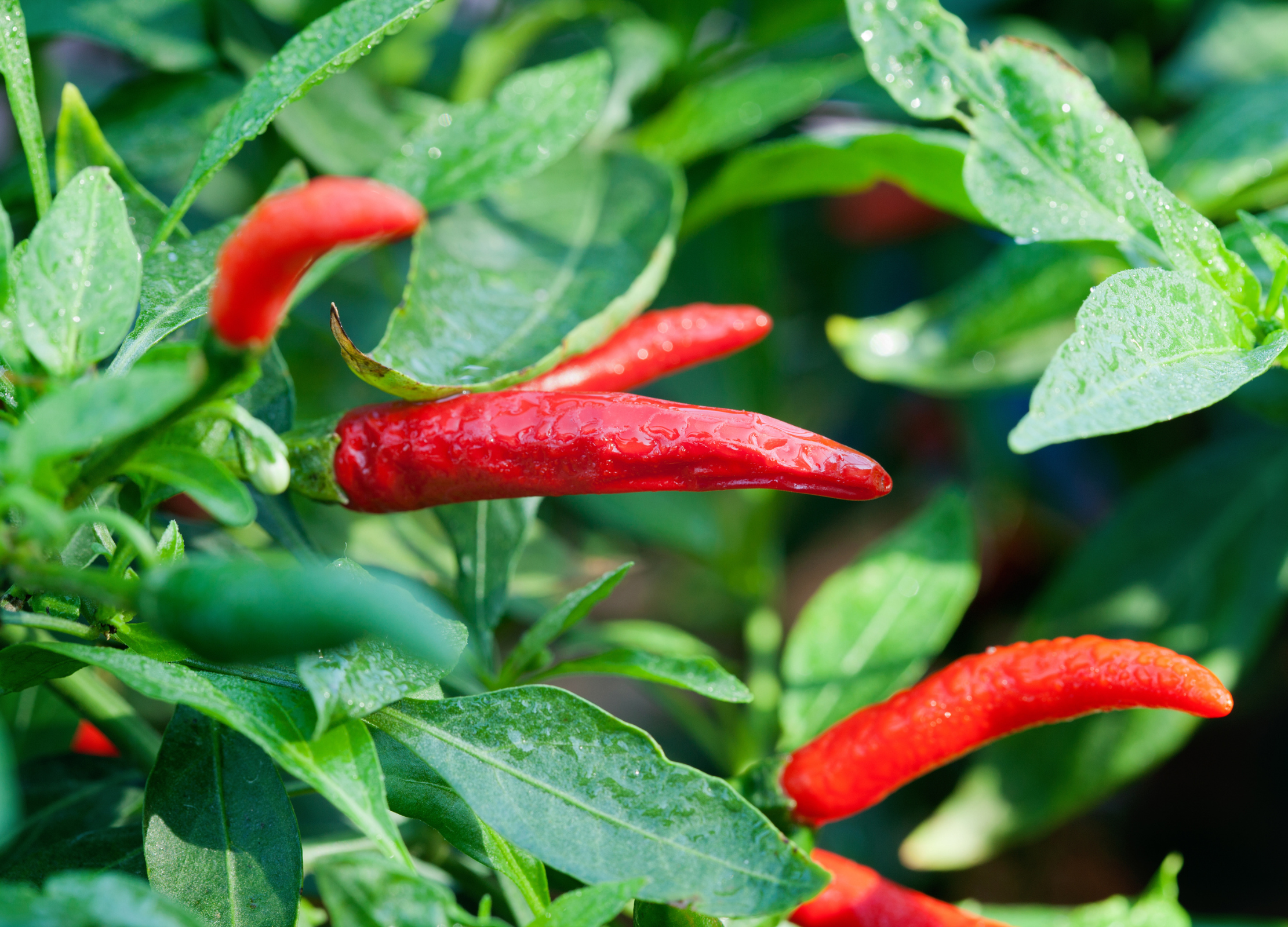 ChatGPT: Rote Cayenne-Schoten wachsen an einer grünen Pflanze mit spitzen Blättern