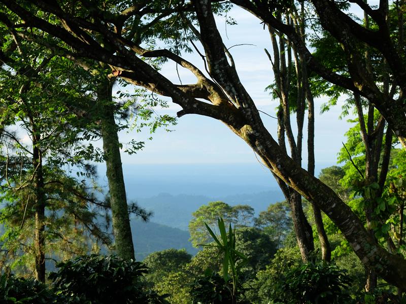 Dichte Waldlandschaft mit alten Bäumen und Blick aufs Meer, typische Anbauregion für Tee und Gewürze in tropischen Gebieten.