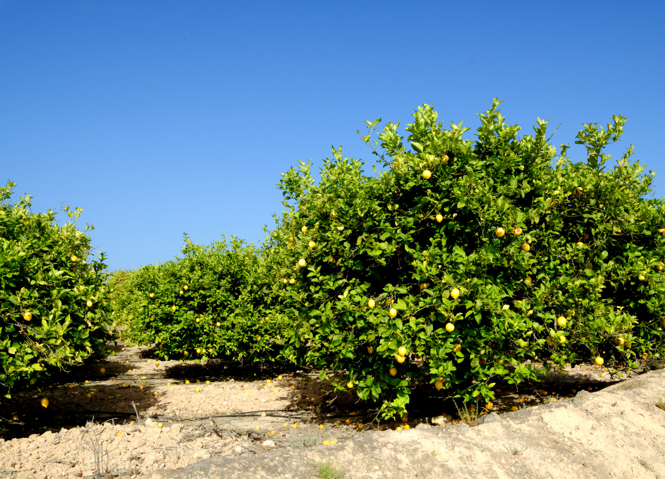 Zitronenbäume mit reifen gelben Früchten in einer sonnigen Plantage unter blauem Himmel