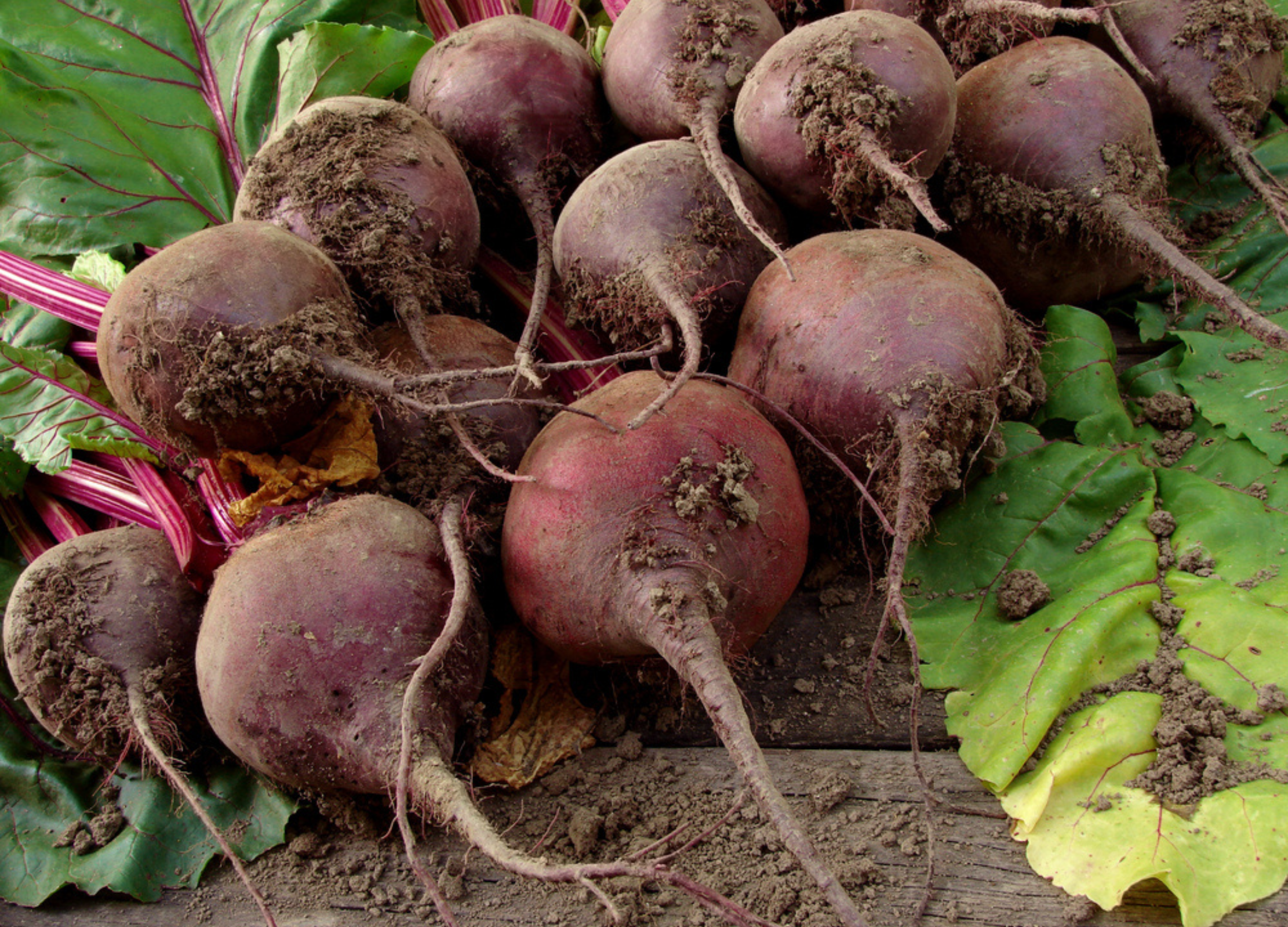 Frisch geerntete rote Bete mit Erde, grünen Blättern und roten Stielen, Nahaufnahme