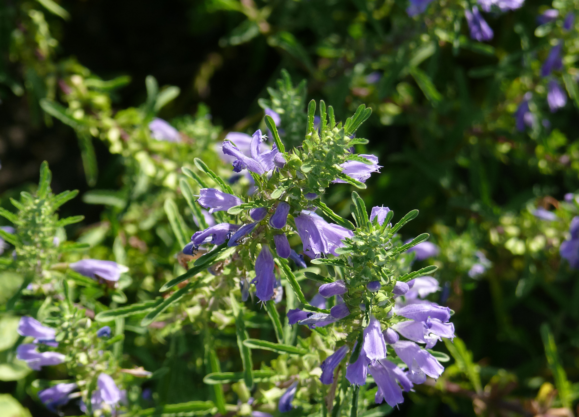 Dichter Blütenstand der Drachenkopfmelisse mit zahlreichen kleinen, violetten Blüten und schmalen, gezackten Blättern