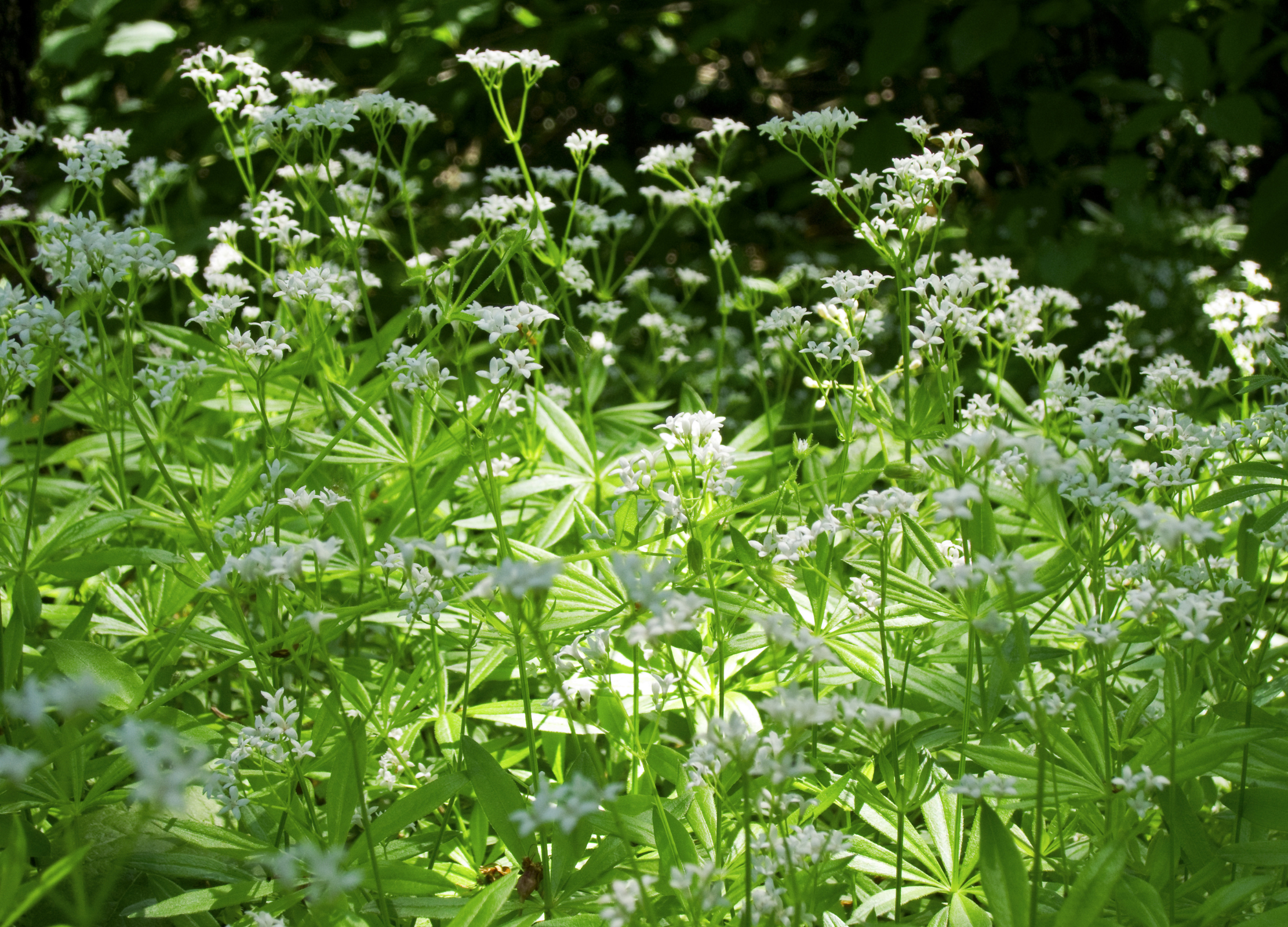 Waldmeister-Pflanze mit zarten weißen Blütentrauben und grünen quirligen Blättern in sonniger Gartenumgebung.