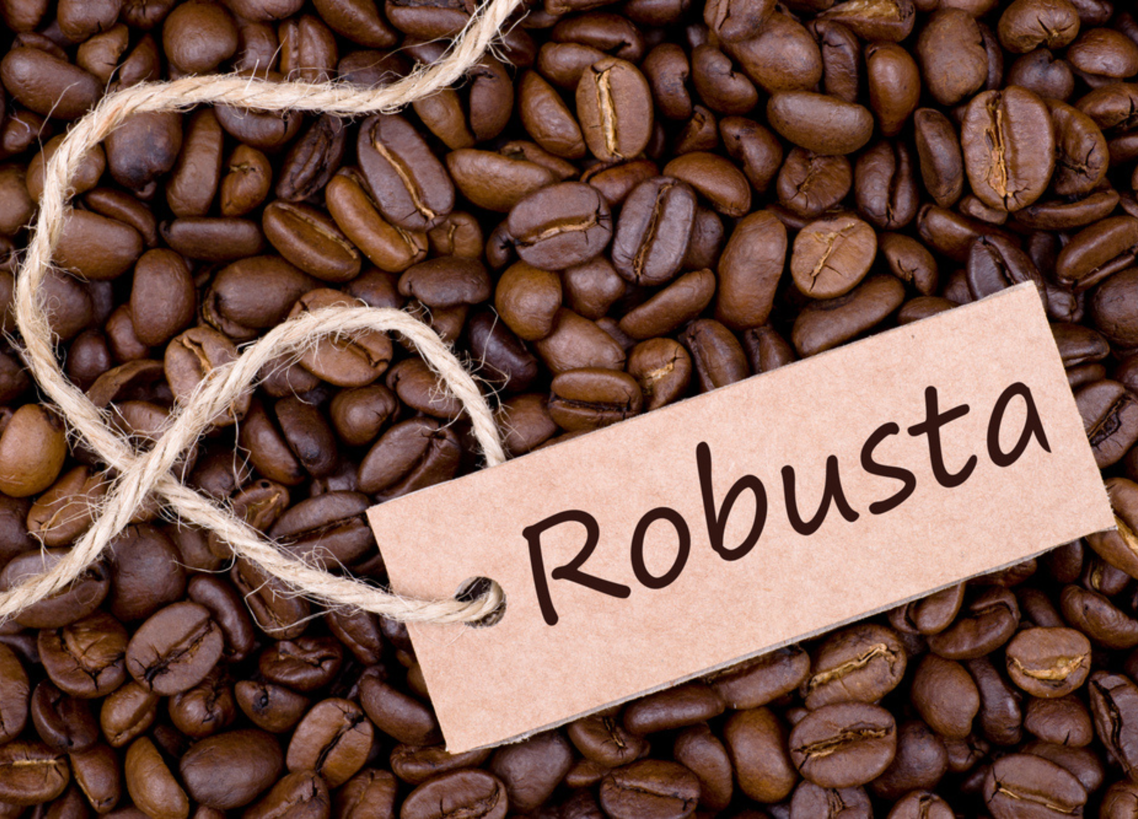 Robusta-Kaffeebohnen dunkelbraun mit charakteristischen Längsfurchen, beschriftet mit "Robusta" auf Papieretikett mit Juteschnur.