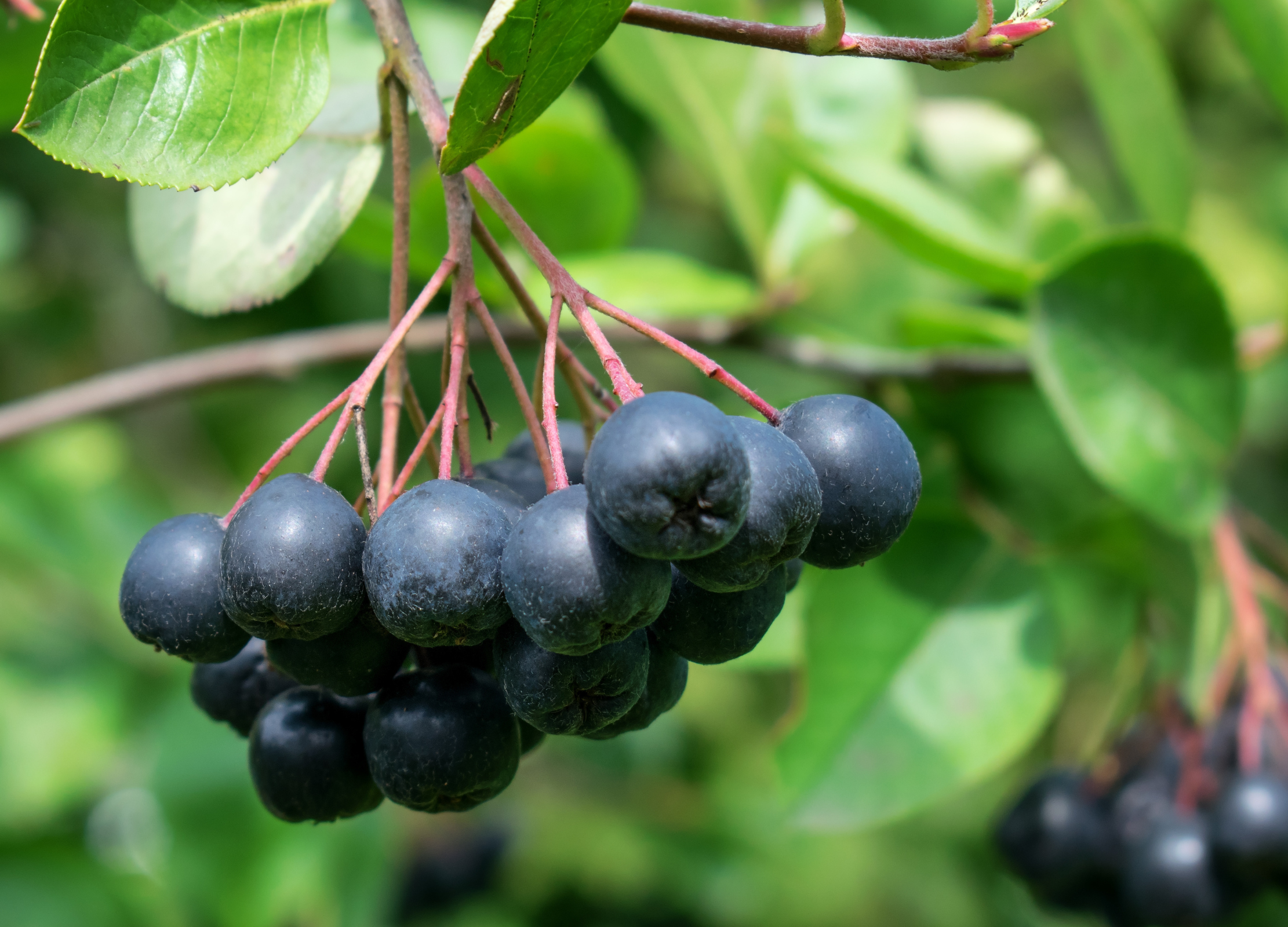 Schwarze Aroniabeeren hängen in dichten Trauben an einem Zweig mit grünen Blättern