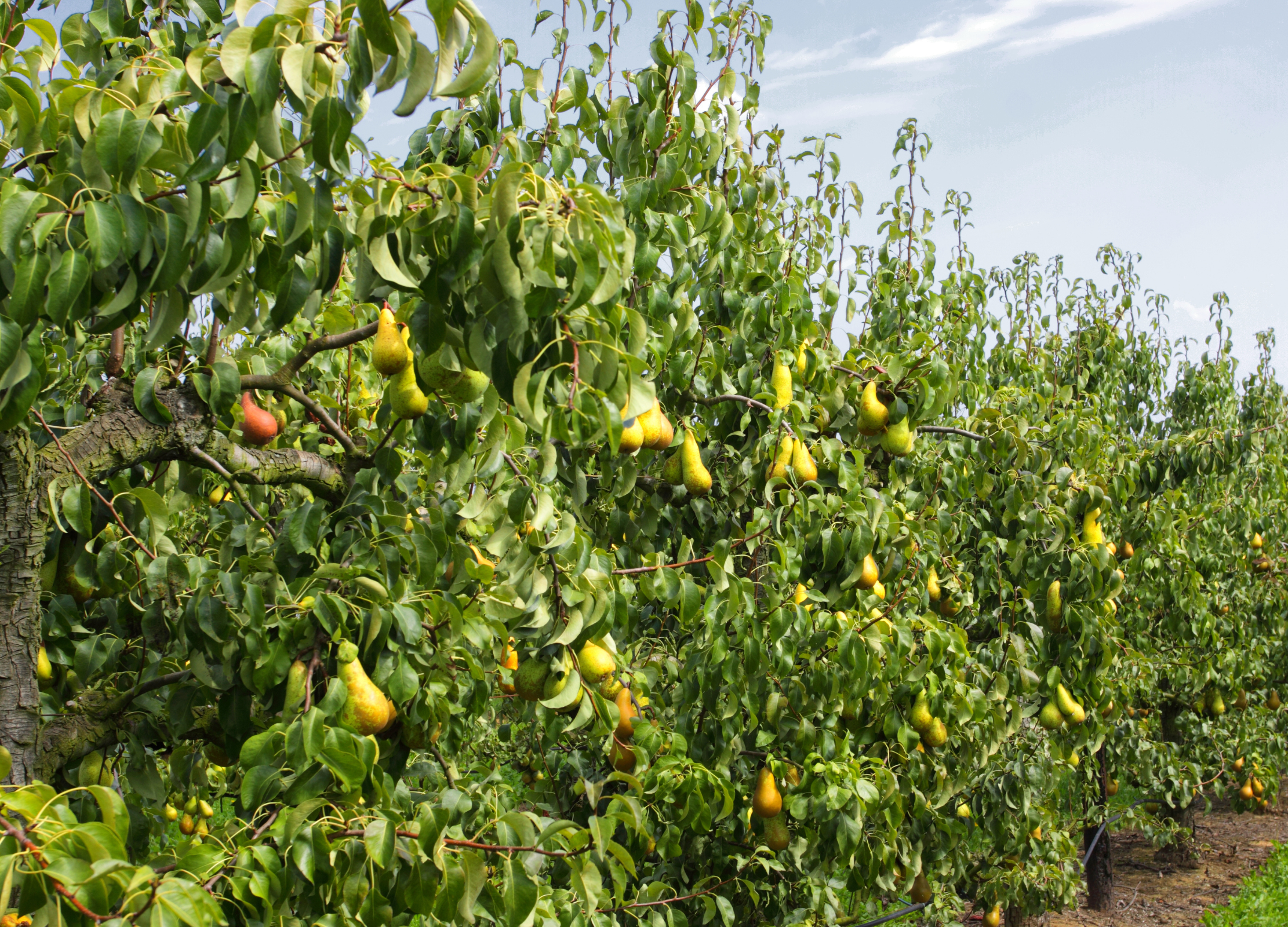 Birnenbäume voller reifer Früchte stehen in langen Reihen in einer Plantage