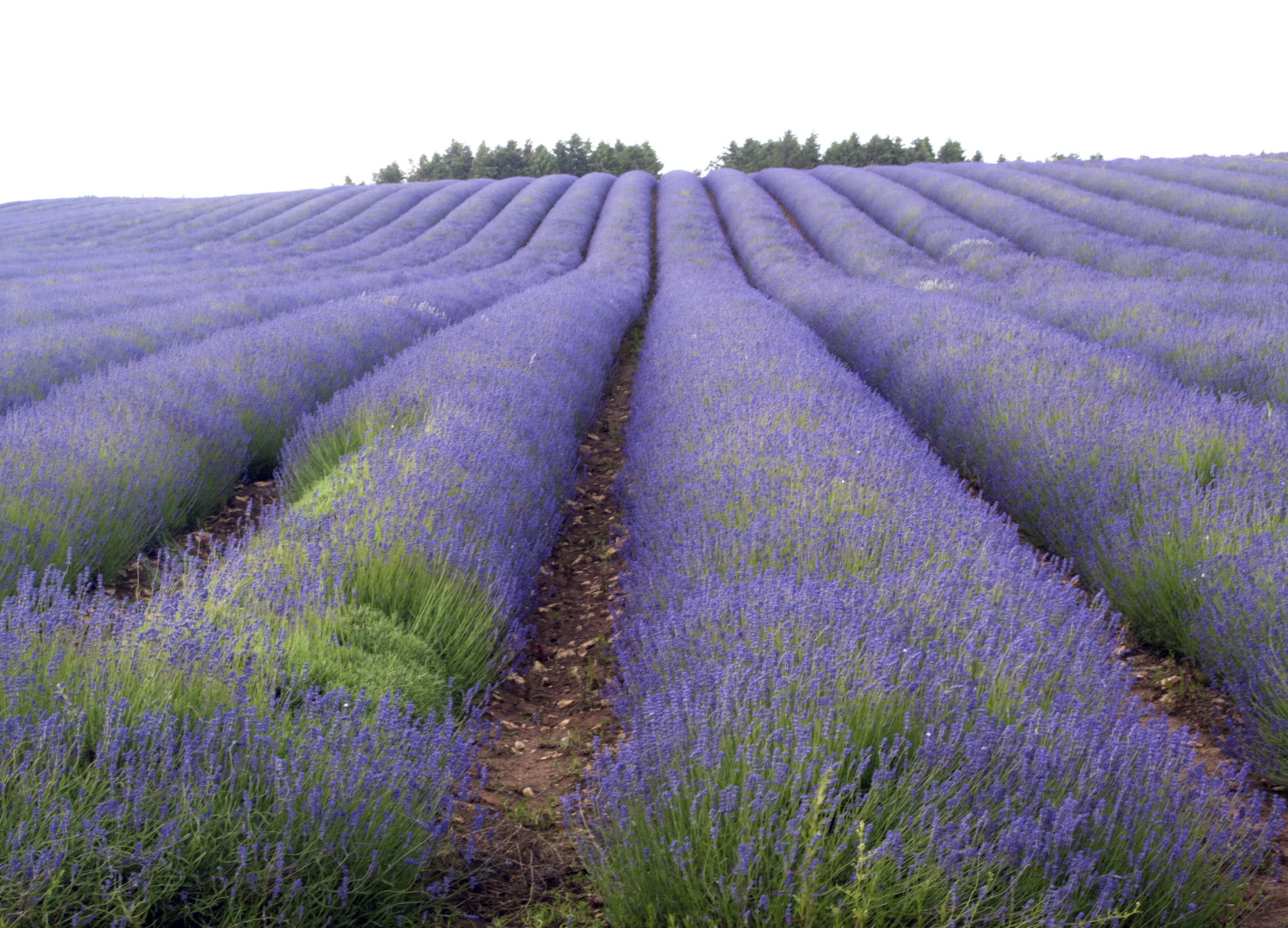 Weitläufiges Lavendelfeld mit dichten violetten Blütenreihen bis zum Horizont