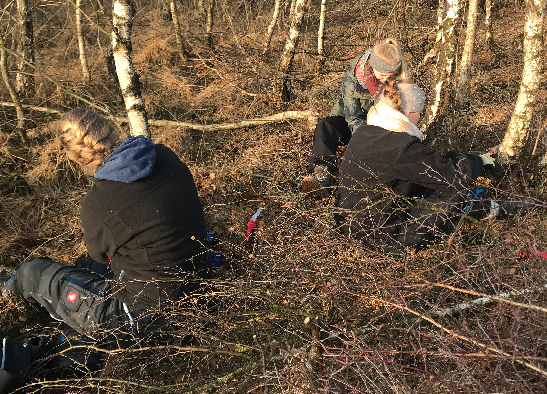 Drei Personen arbeiten auf dem Moorboden zwischen kleinen Birken