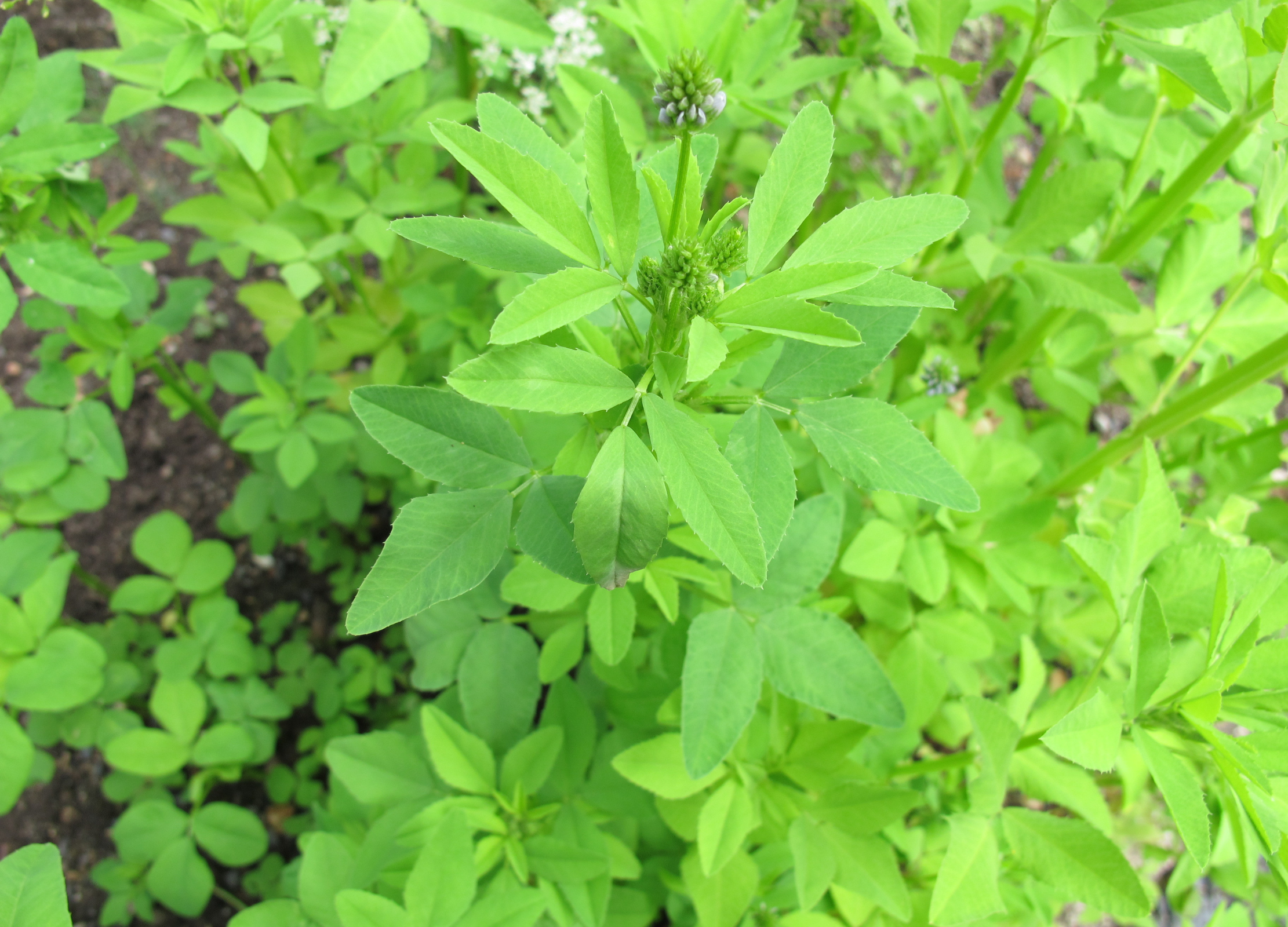 Schabzigerklee-Pflanze mit grünen Blättern und grünen Blütenständen im Garten