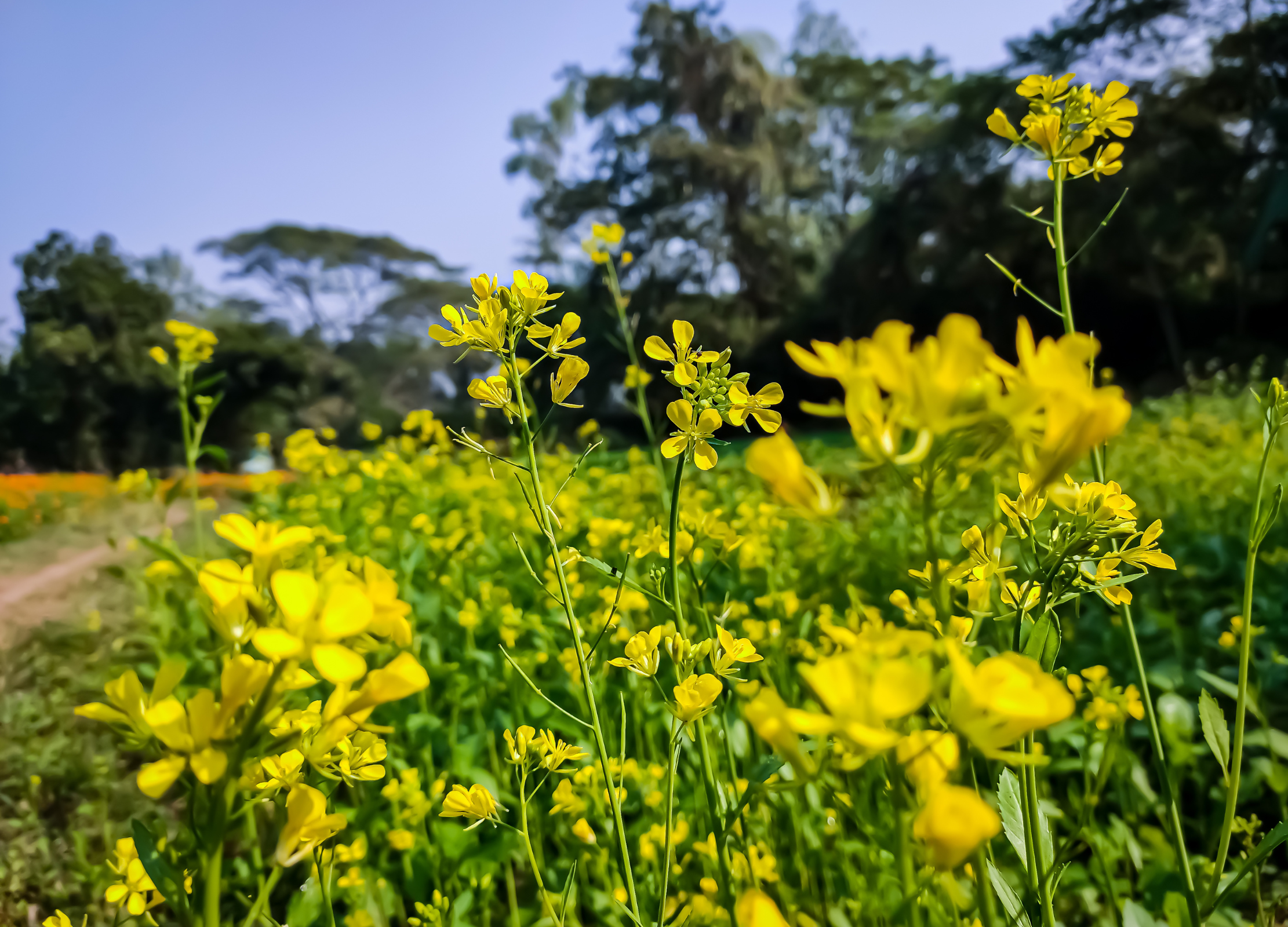 Blühendes Senffeld mit gelben Blüten in tropischer Landschaft unter blauem Himmel
