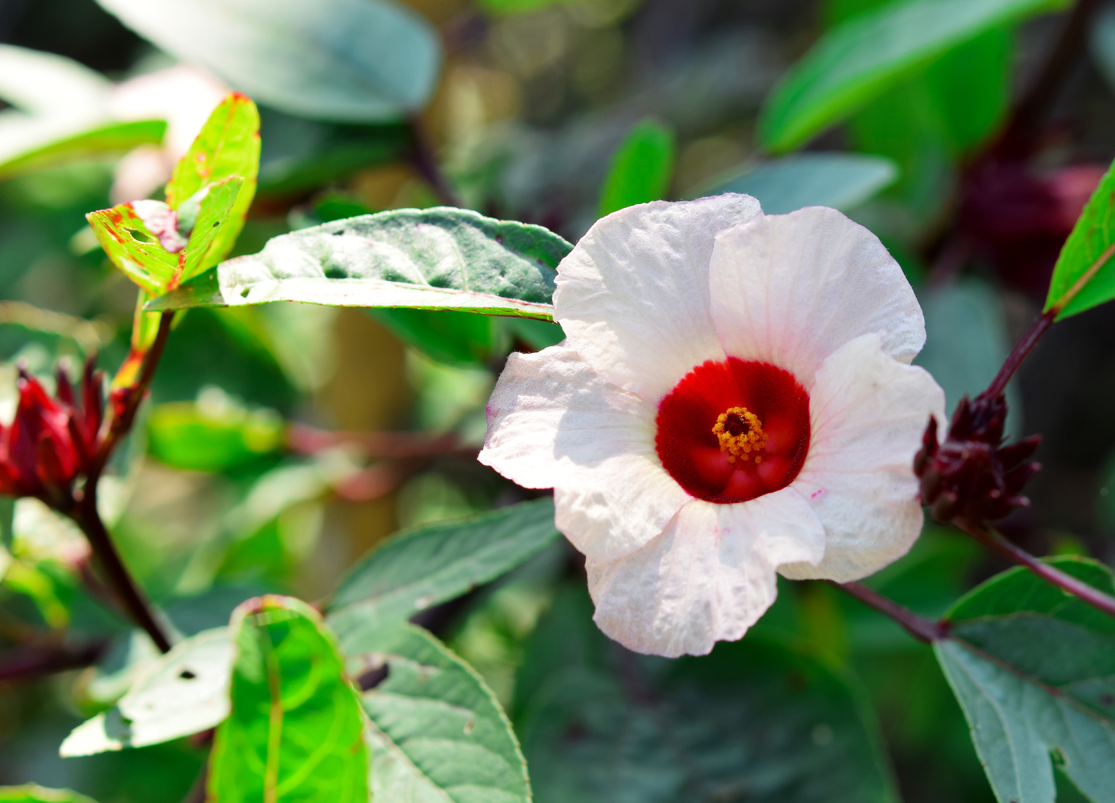 Weiße Hibiskusblüte mit tiefrotem Blütenzentrum und gelbem Staubgefäß, umgeben von grünen Blättern im Garten.