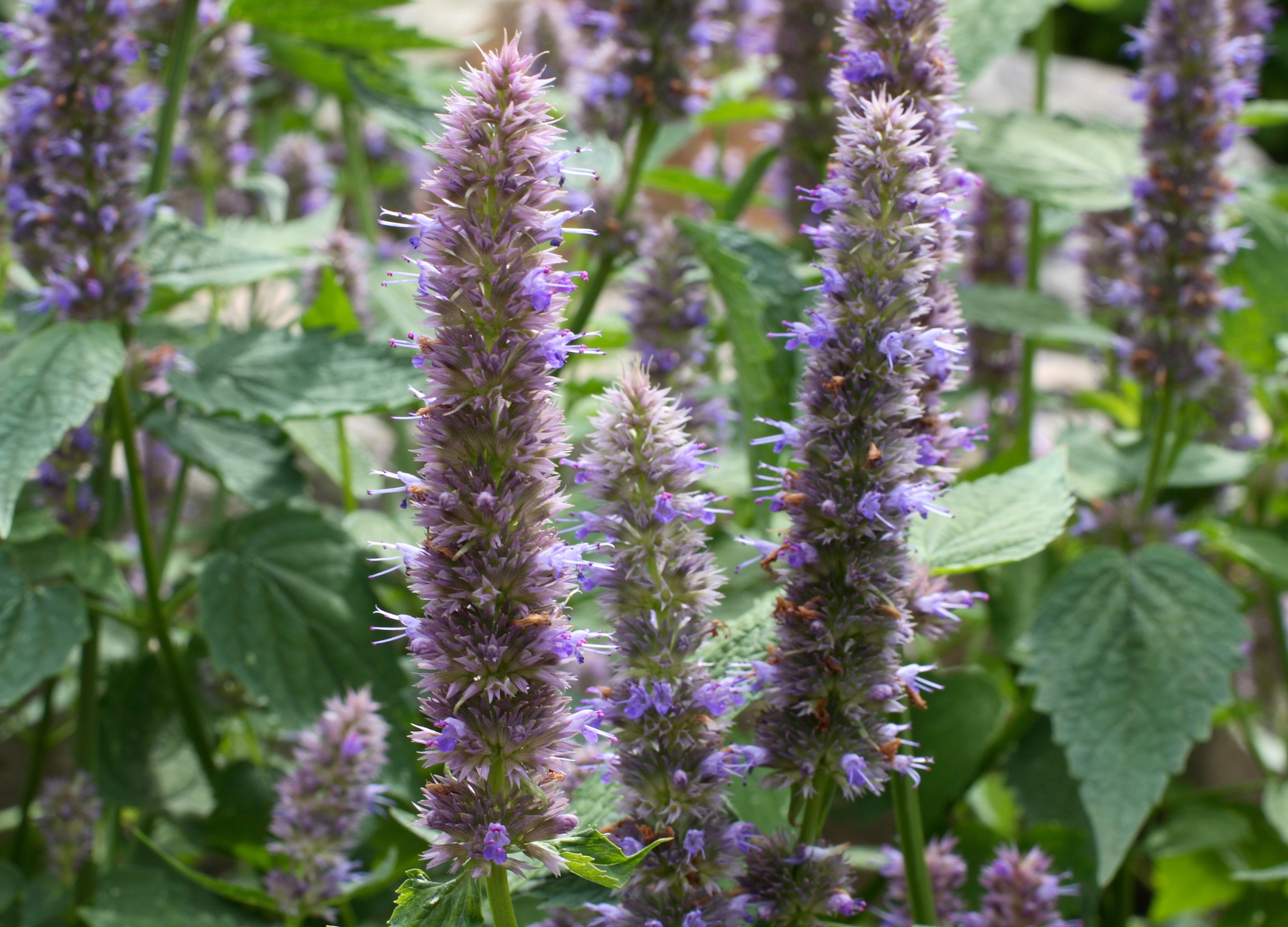 Mehrere lilafarbene Blütenstände des Anisysops (Agastache foeniculum) ragen zwischen grünen Blättern in die Höhe