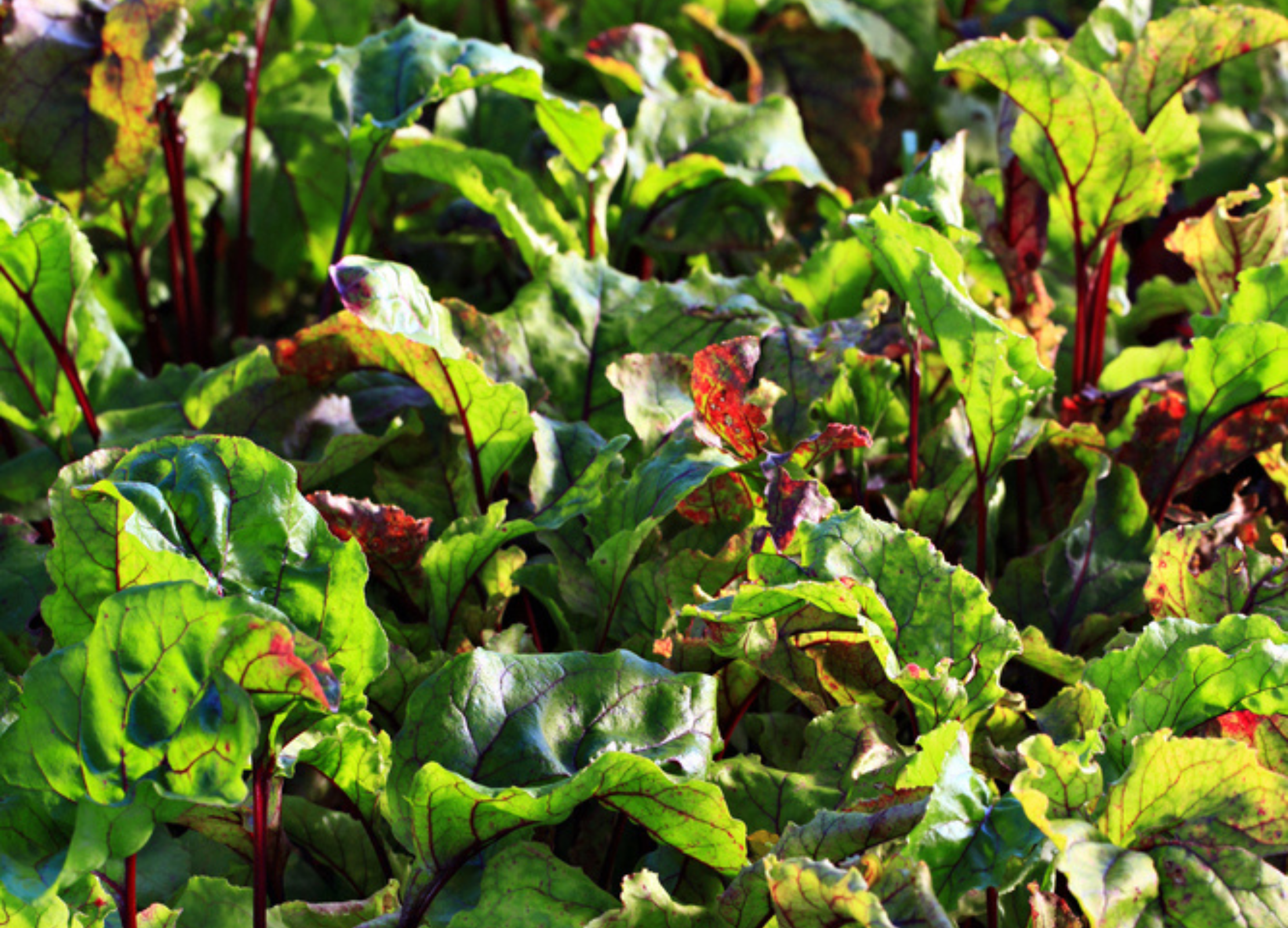 Frische Rote-Bete-Pflanzen mit grünen Blättern und roten Stielen im Garten, sonnig beleuchtet