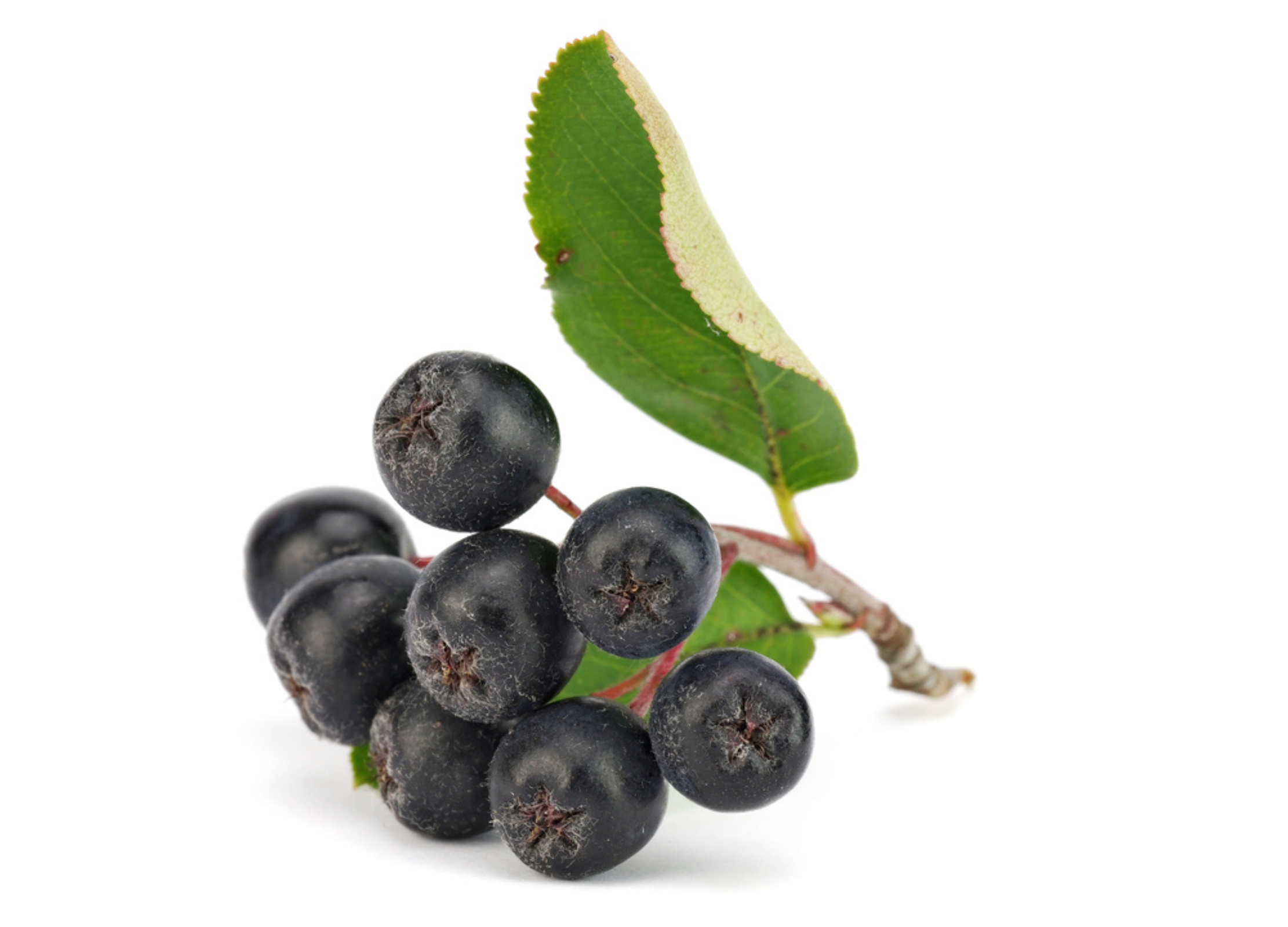 Ein Strauch mit Aronia Beeren vor weißem Hintergrund
