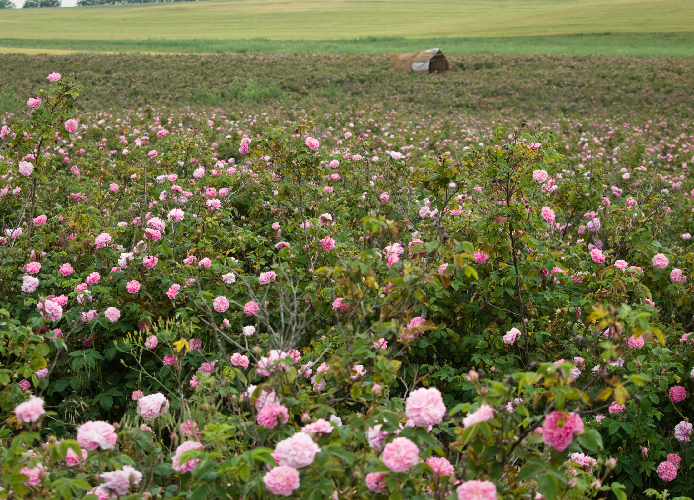 Blühendes Rosenfeld mit zartrosa Blüten und grünem Laub, Anbaugebiet mit Scheune im Hintergrund