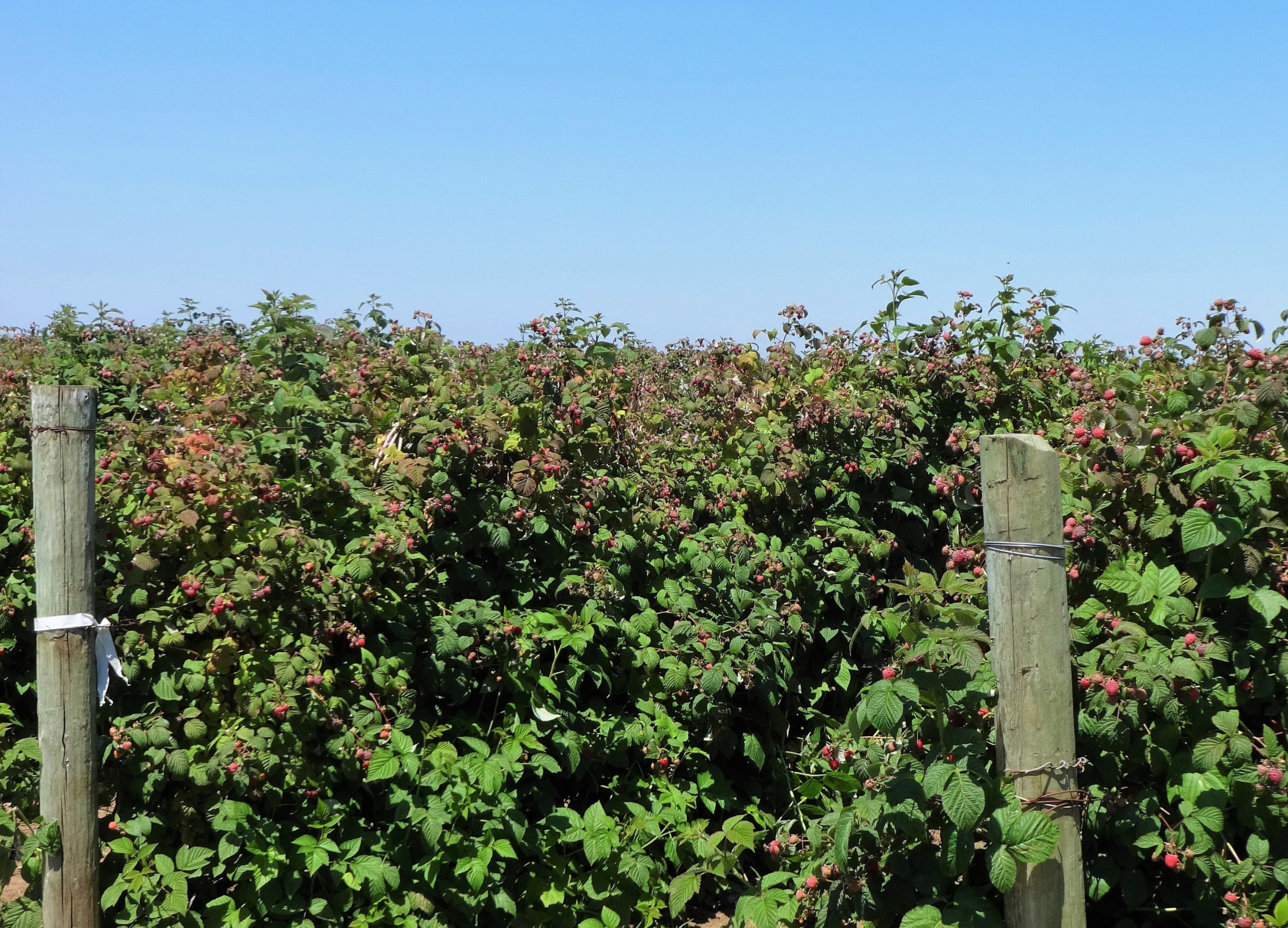 Dicht gewachsene Himbeersträucher mit zahlreichen roten Beeren füllen das Bild zwischen zwei Holzpfählen unter klarem, blauem Himmel
