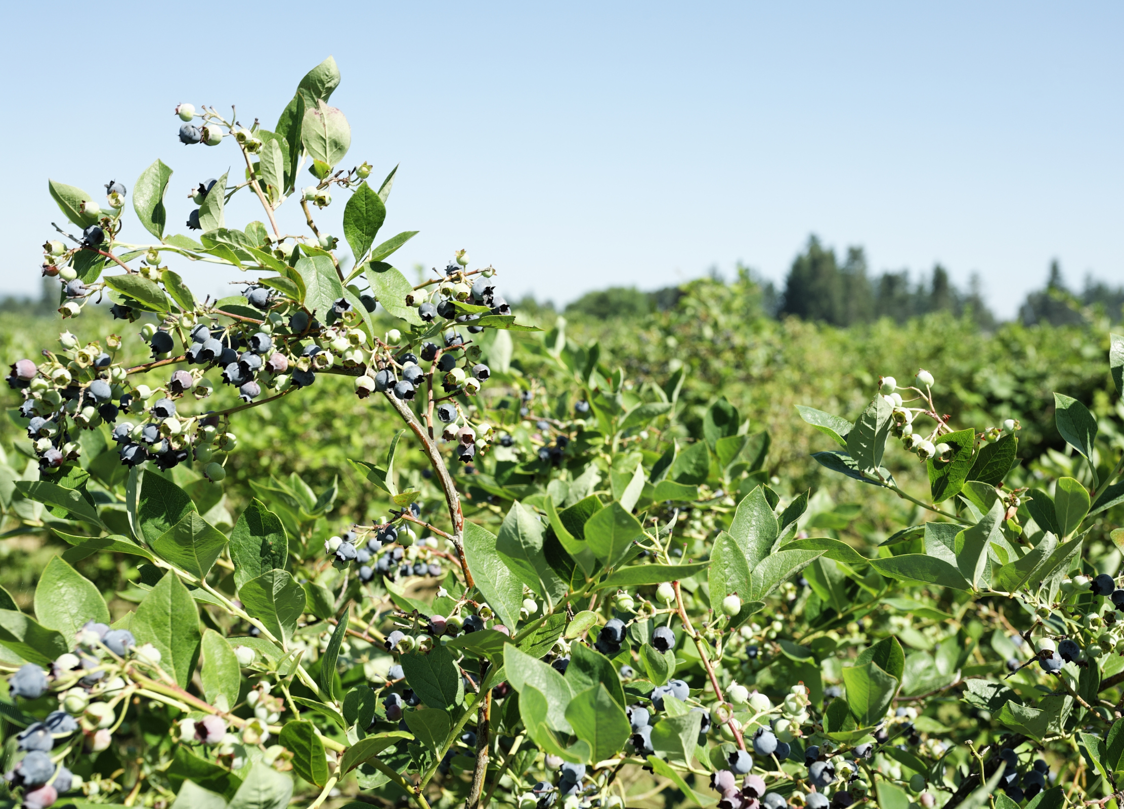 Weitläufige Heidelbeerplantage mit zahlreichen Sträuchern voller dunkler Beeren unter blauem Himmel