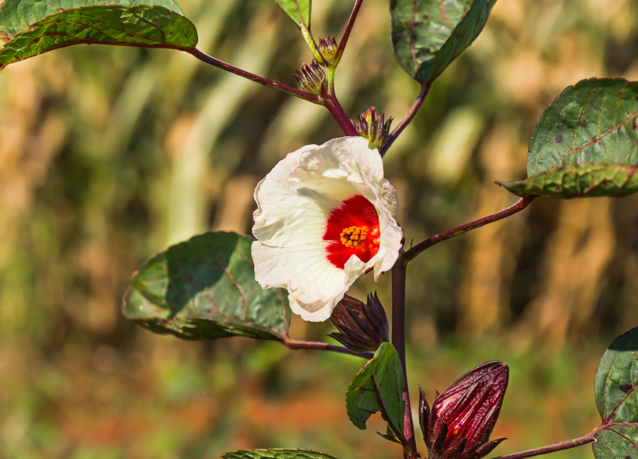 Weiße Hibiskusblüte mit leuchtend rotem Herzen und gelber Staubgefäßmitte, umgeben von grünen Blättern und dunklen Knospen