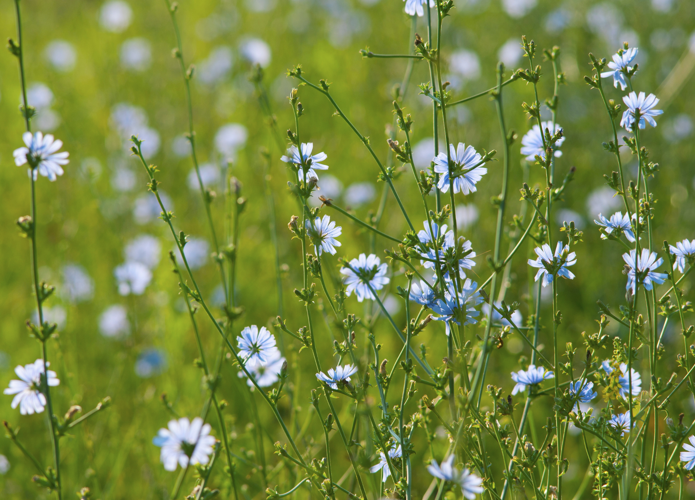 Zichorienwurzel-Pflanze mit zarten weißblauen Blüten in grüner Wiese, Knospen und grüne Stängel sichtbar