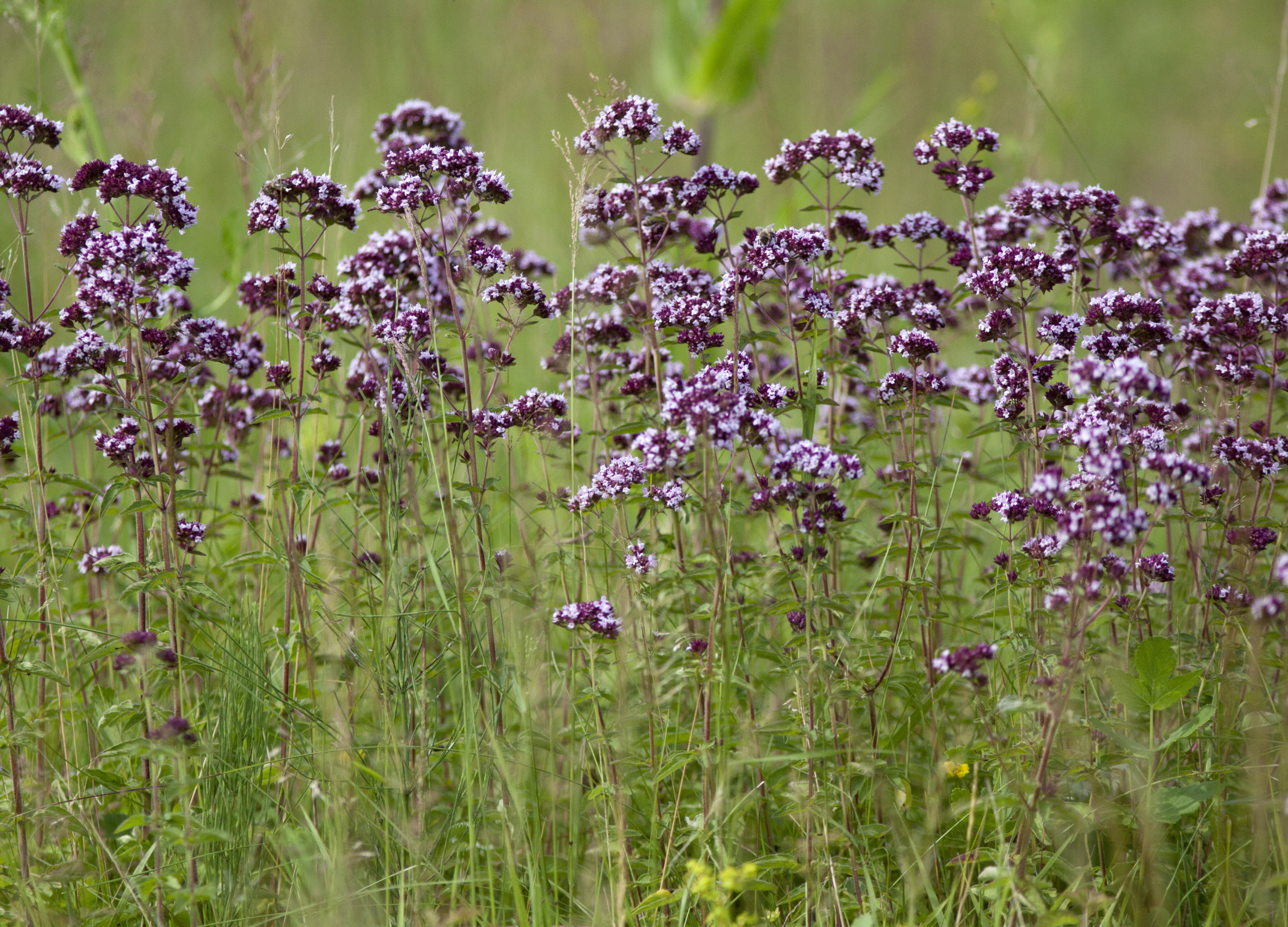 Oregano Pflanze