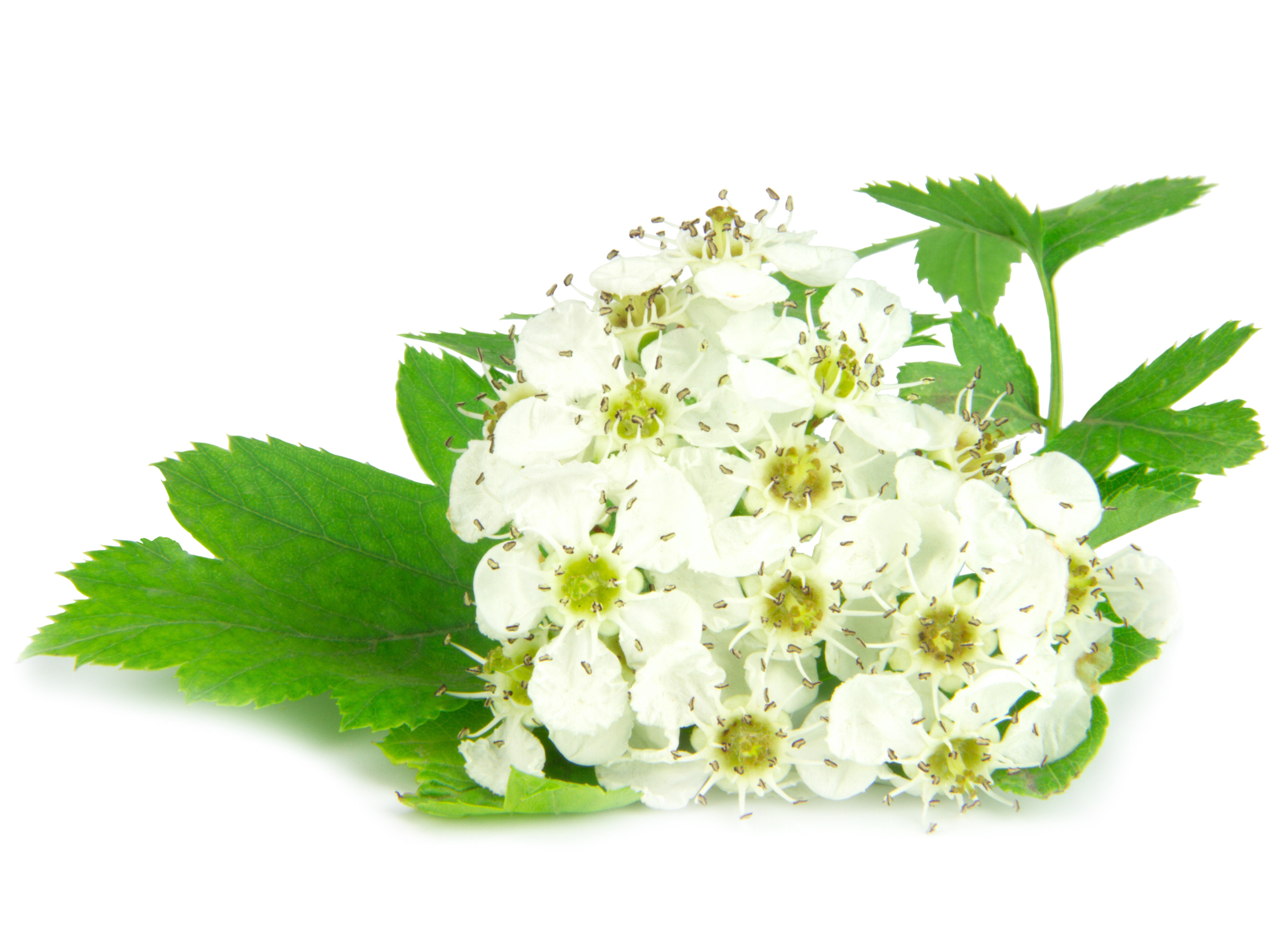 Weißdorn mit weißen Blüten und grünen Blättern auf weißem Hintergrund