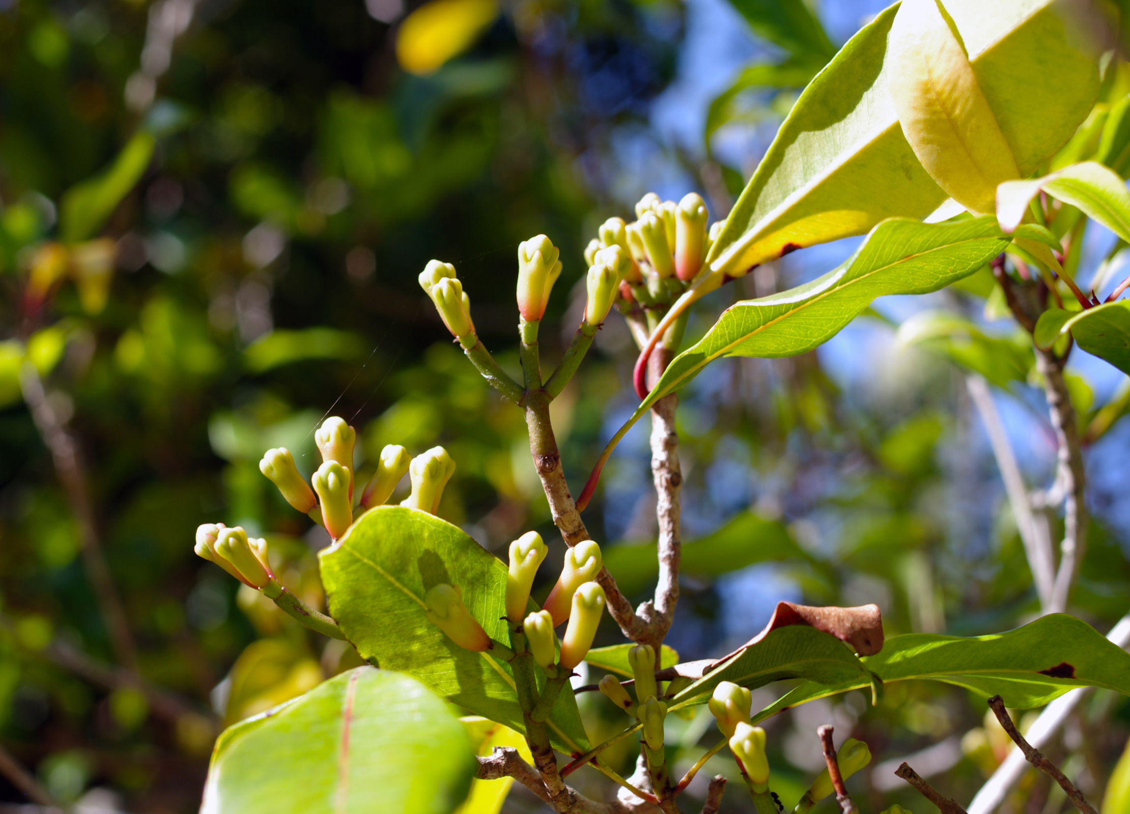 Nelkenbaum-Blüten in Knospenform mit gelblich-weißen Blütenköpfchen und grünen Blättern an Zweigen
