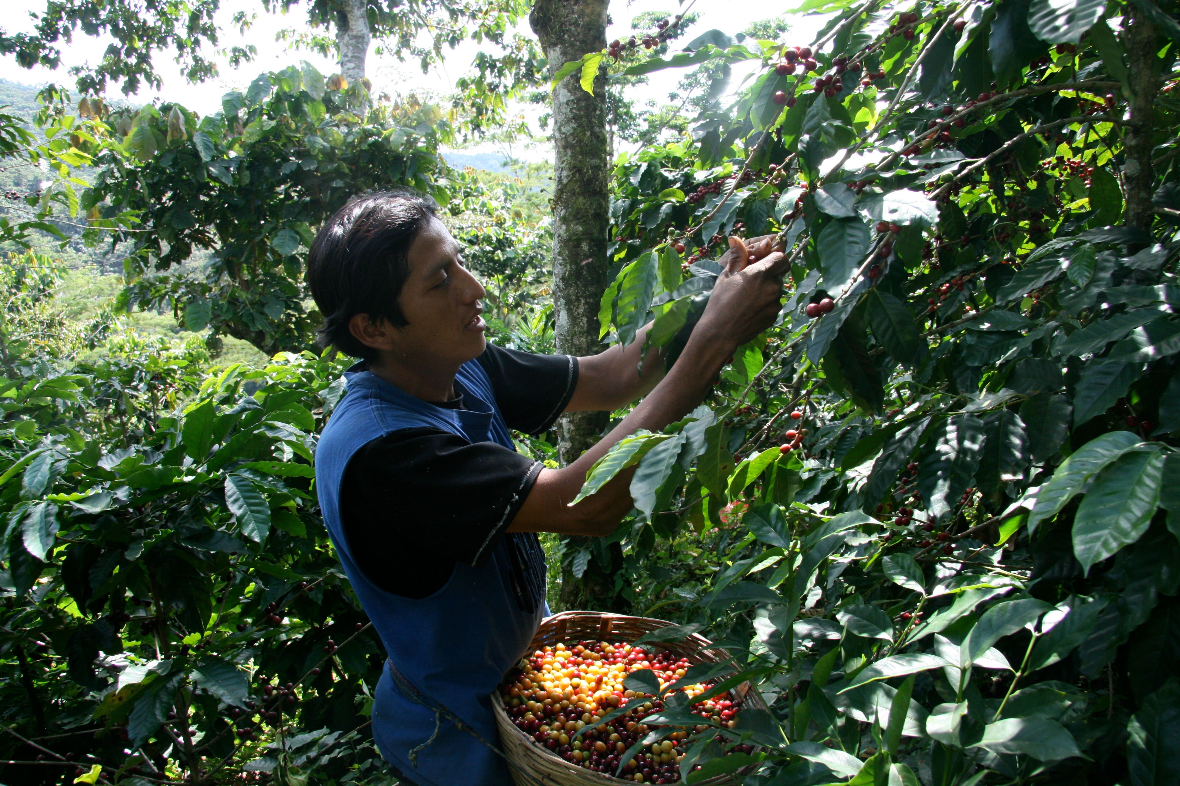 Mann erntet rote Kaffeekirschen von grünen Kaffeepflanzen in bergiger Plantage, Erntekorb mit reifen Früchten.