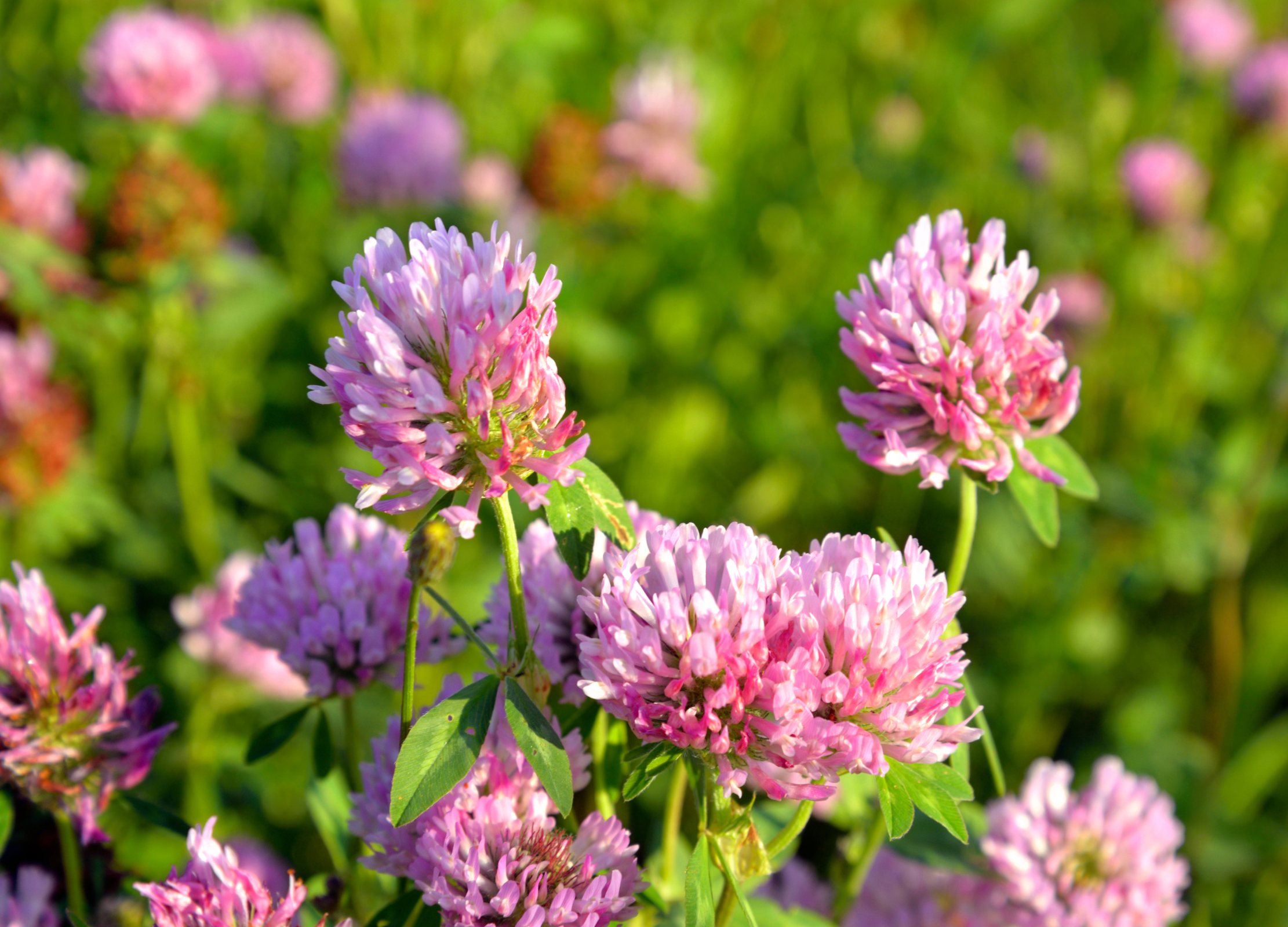 Rotklee mit rosa-violetten Blütenköpfen und grünem Laub in sonniger Wiese