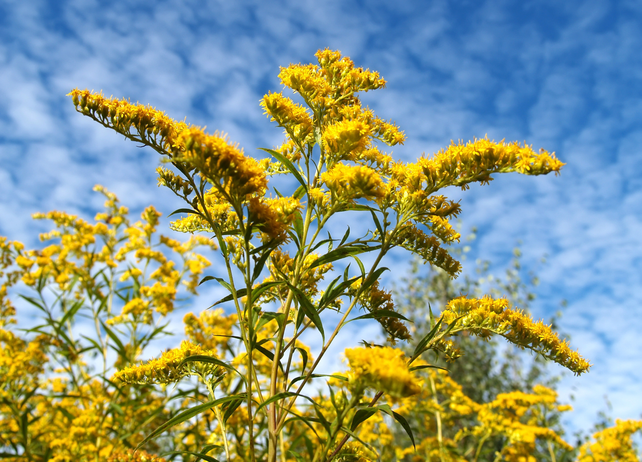 Leuchtend gelbe Blütenrispen der Goldrute ragen in den blauen Himmel
