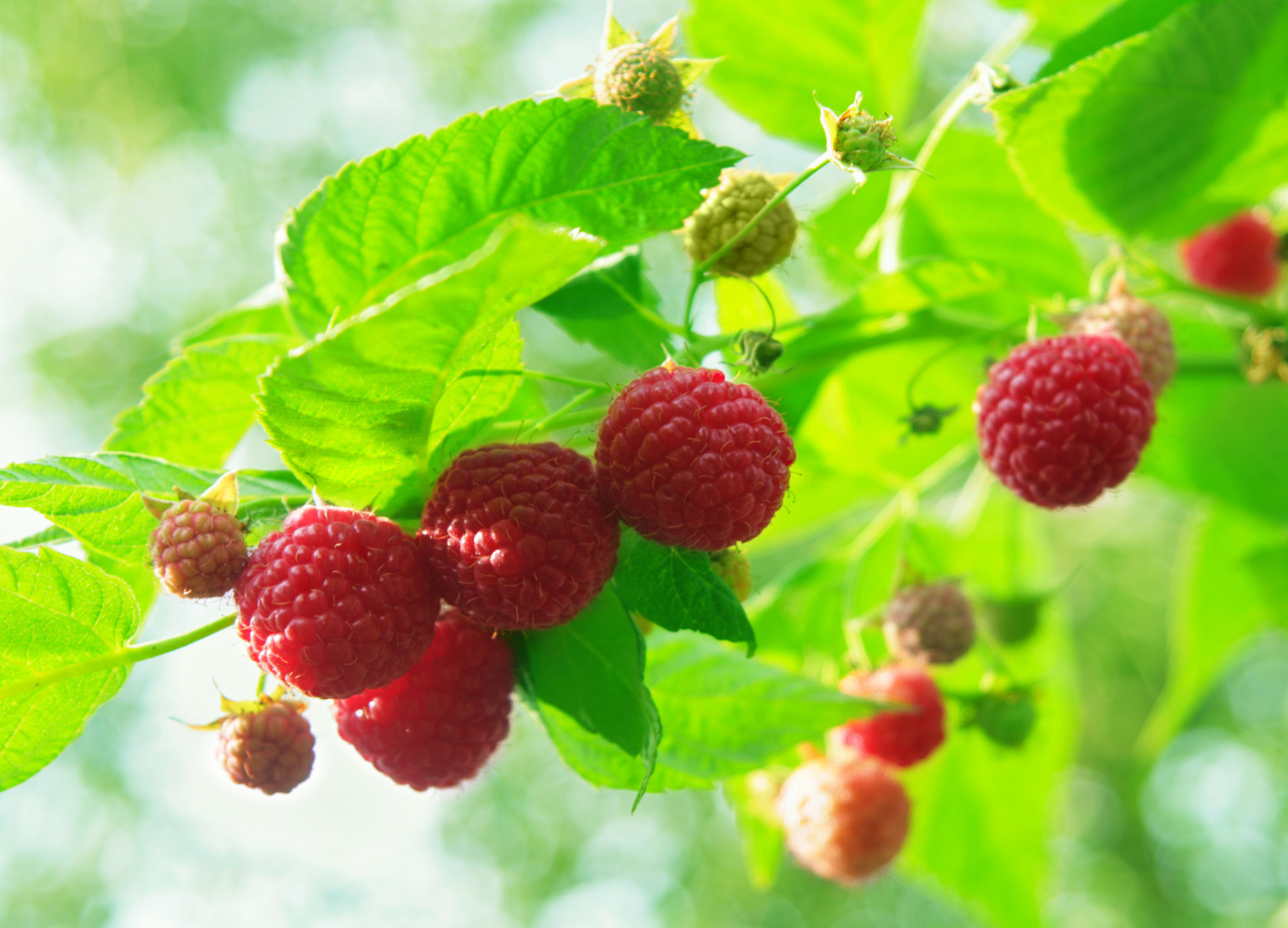 Mehrere reife, rote Himbeeren hängen an einem Zweig mit hellgrünen Blättern im Sonnenlicht