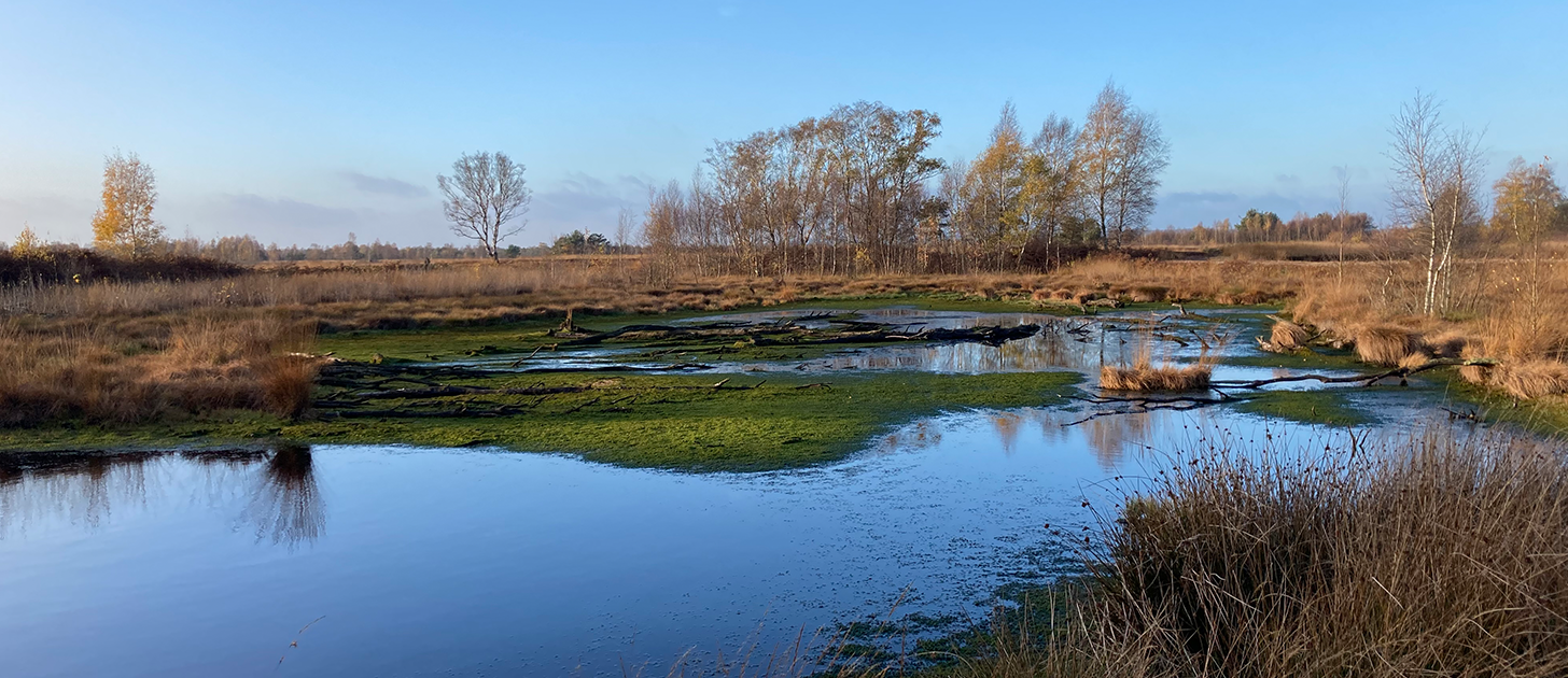 Moorlandschaft der Stadt Diepholz