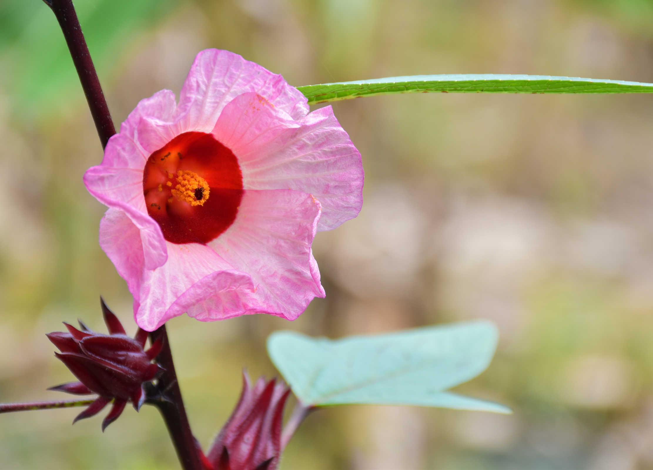 Rosa Hibiskusblüte mit tiefrotem Kelch und orangegelbem Stempel, dunkelrote Knospen an grünem Stiel.