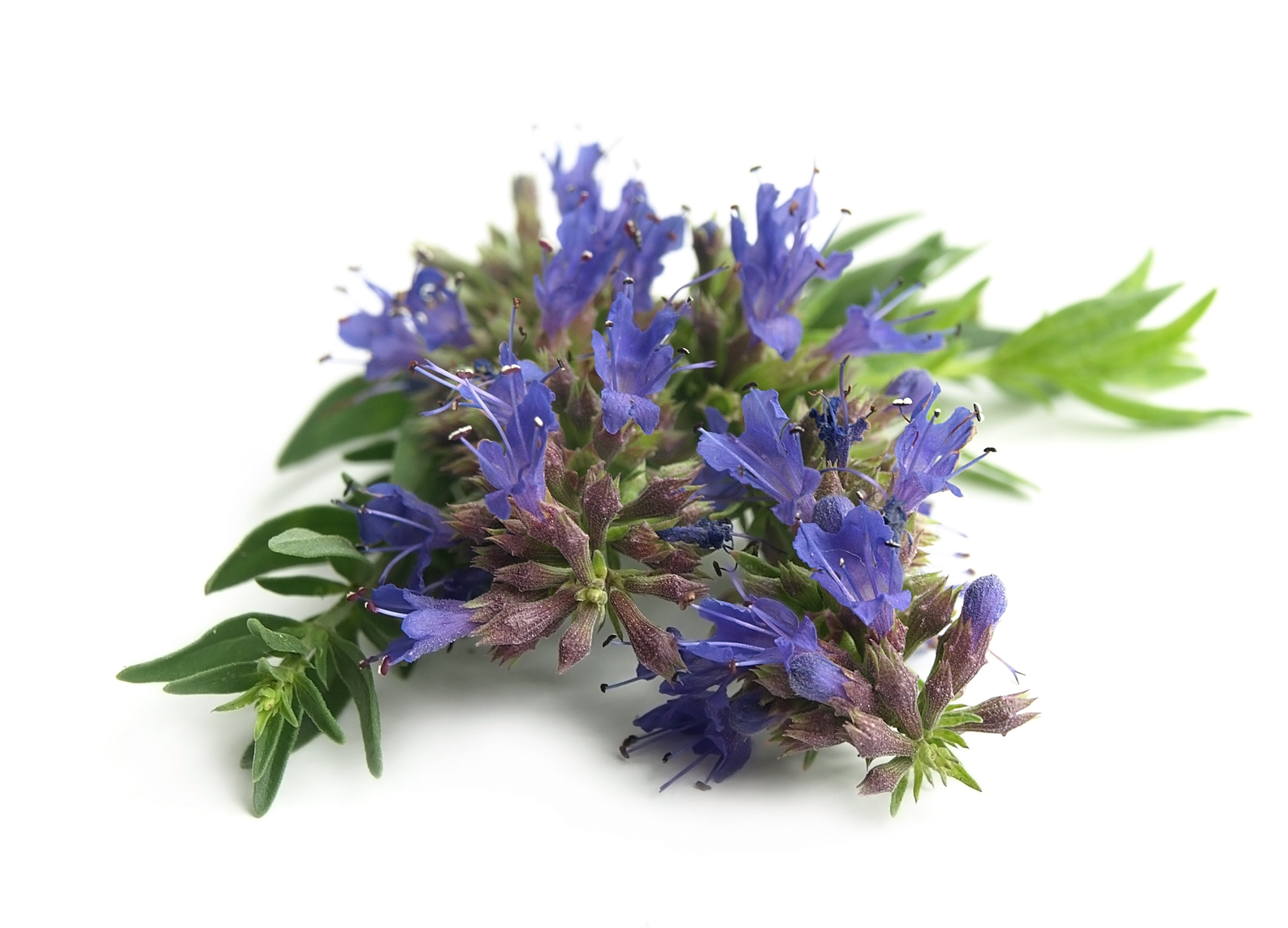 Ysop mit intensiv blauvioletten Blüten und grünen, schmalblättrigen Blättern auf weißem Hintergrund.