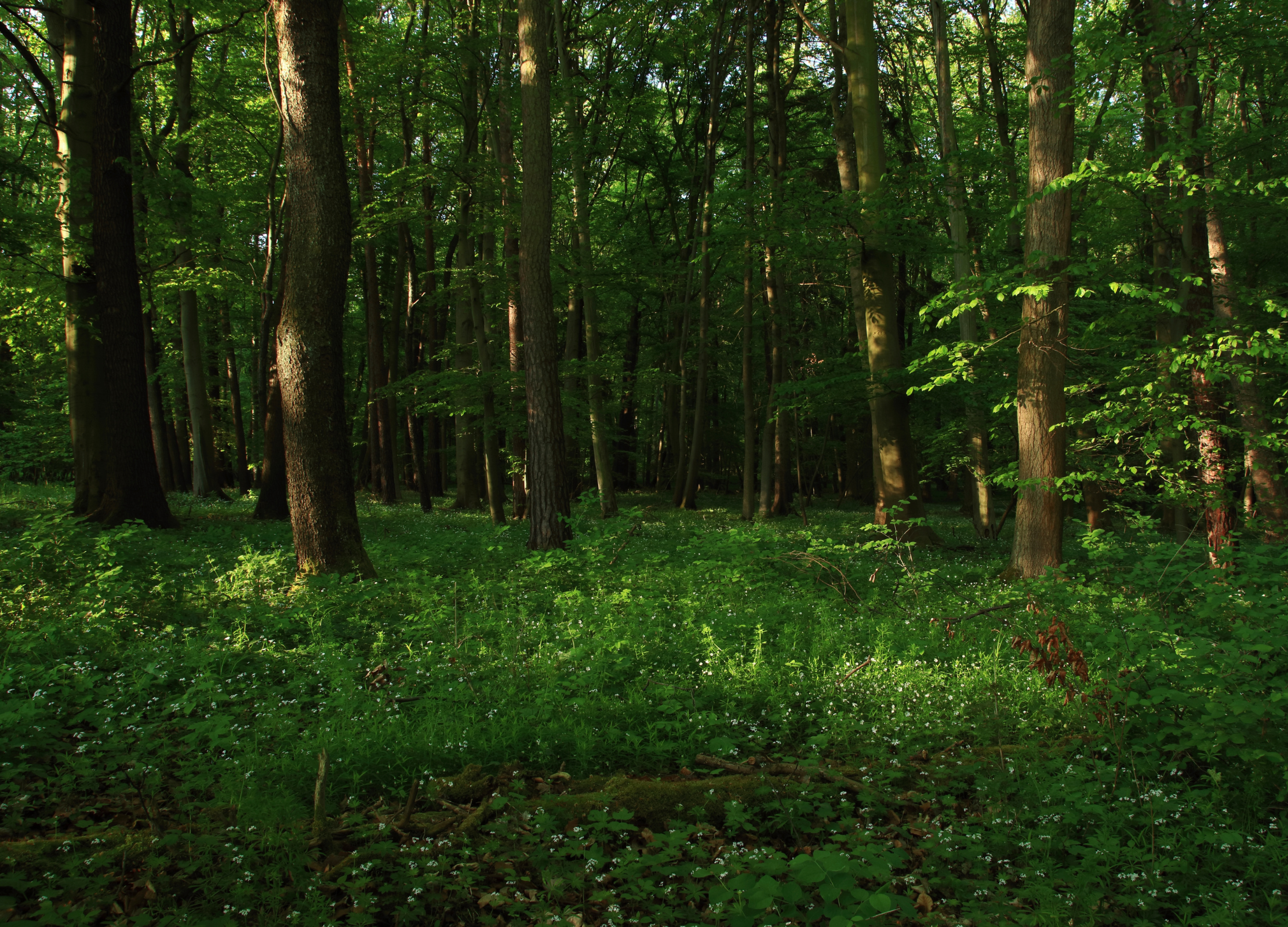 Dichter Laubwald mit grünem Unterholz und Waldmeister, sonnendurchflutet zwischen hohen Bäumen
