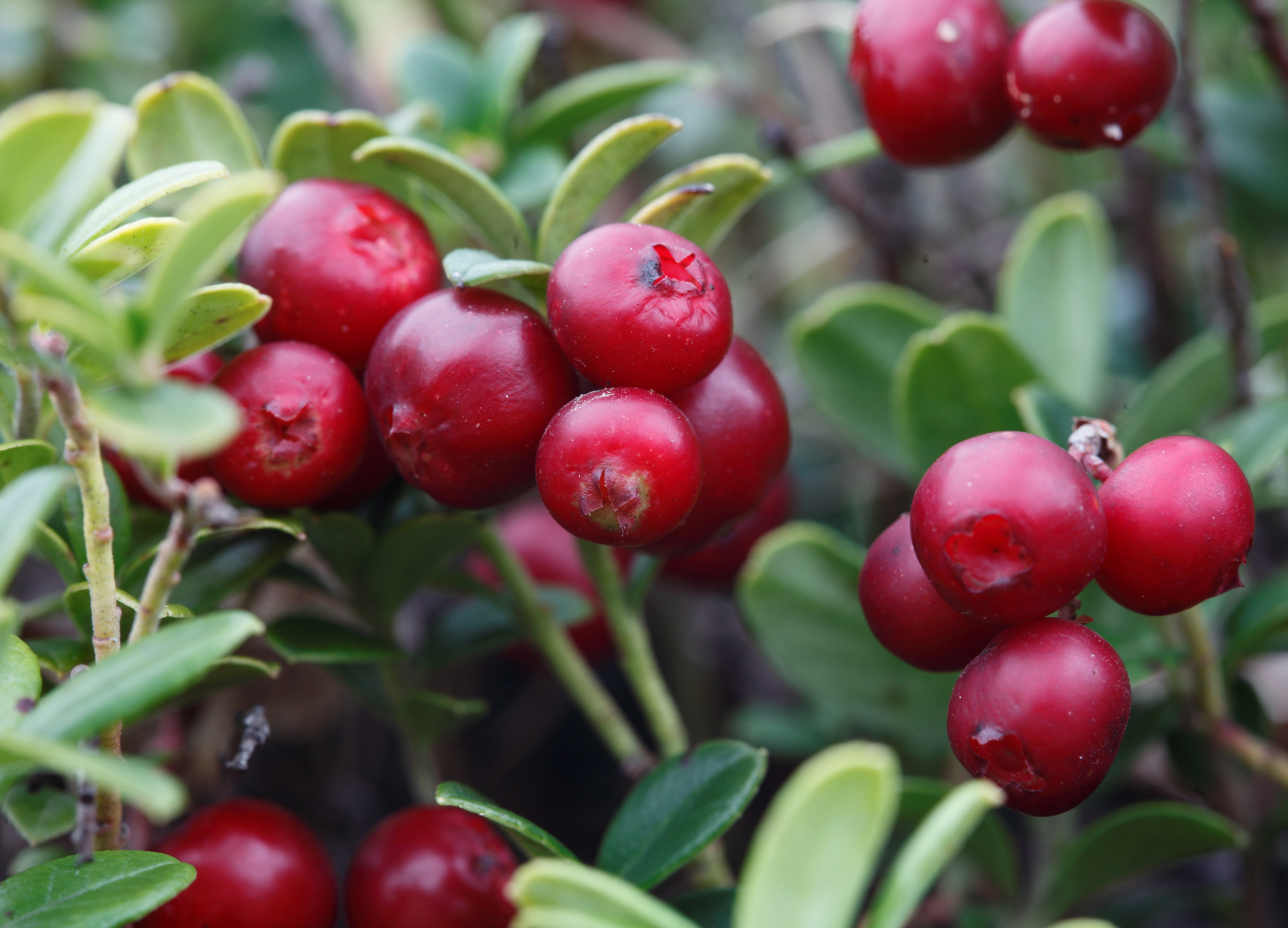 Nahaufnahme von reifen Preiselbeeren an einem niedrigen Strauch mit kleinen, grünen Blättern