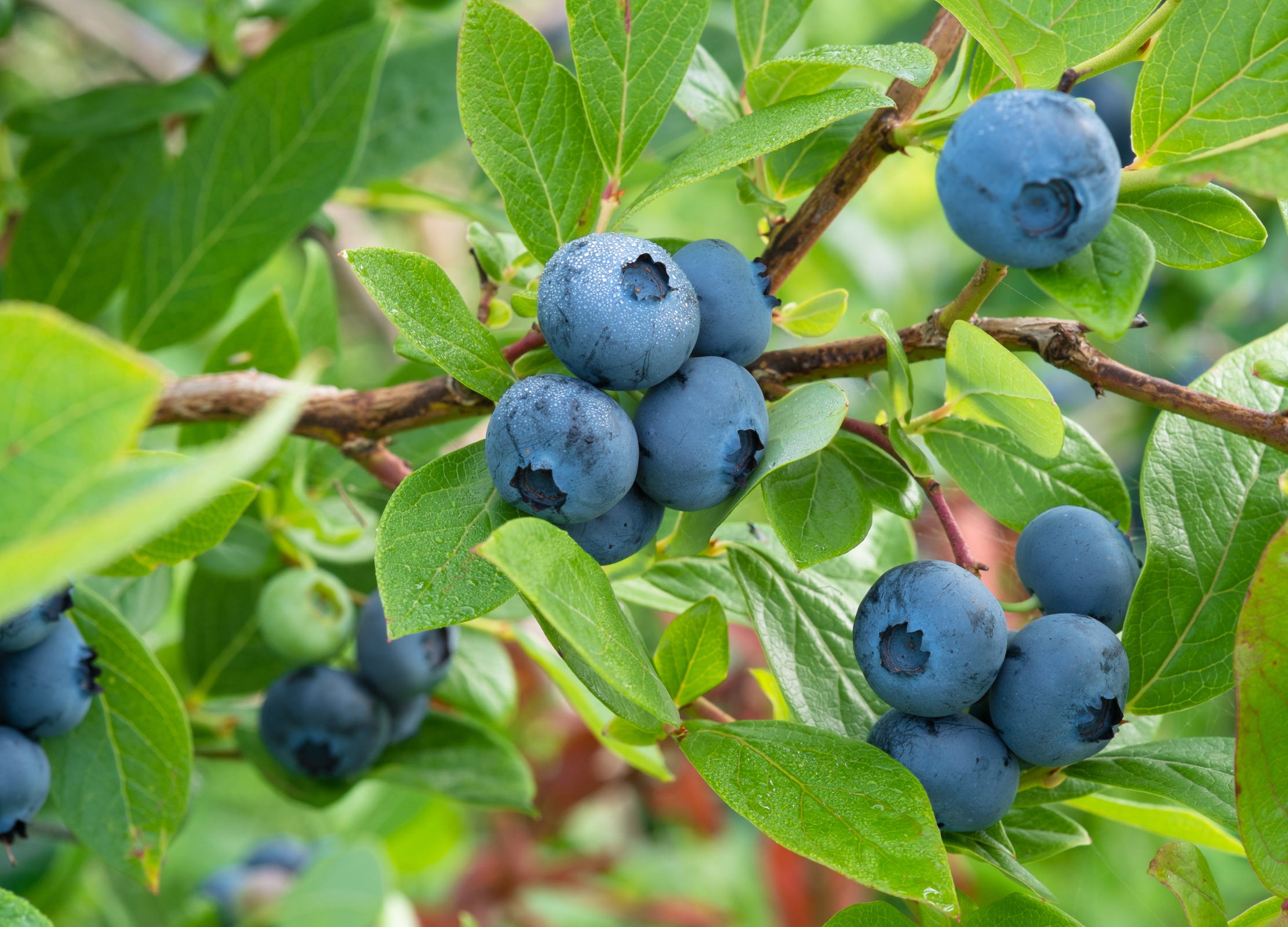 Mehrere reife Heidelbeeren hängen an einem Zweig mit grünen Blättern