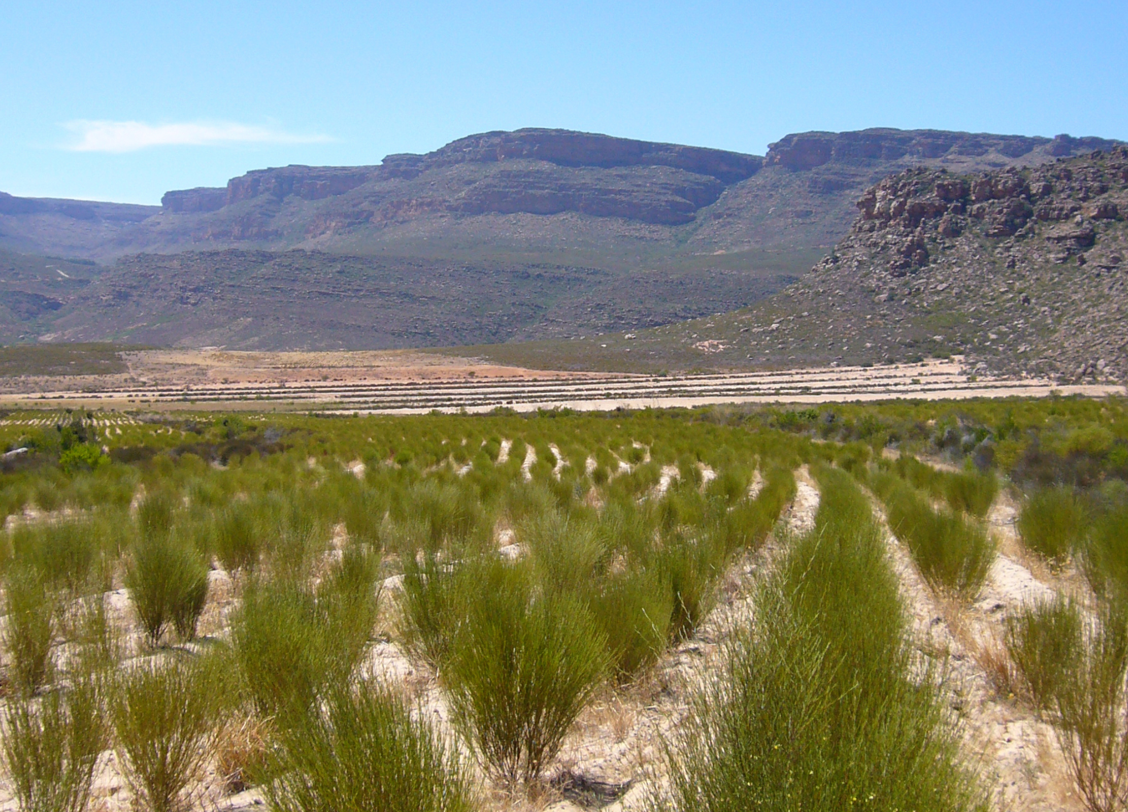 Rooibos-Plantage in Südafrika mit grünen Sträuchern in Reihen, karger Boden und Tafelbergen im Hintergrund unter klarem Himmel.