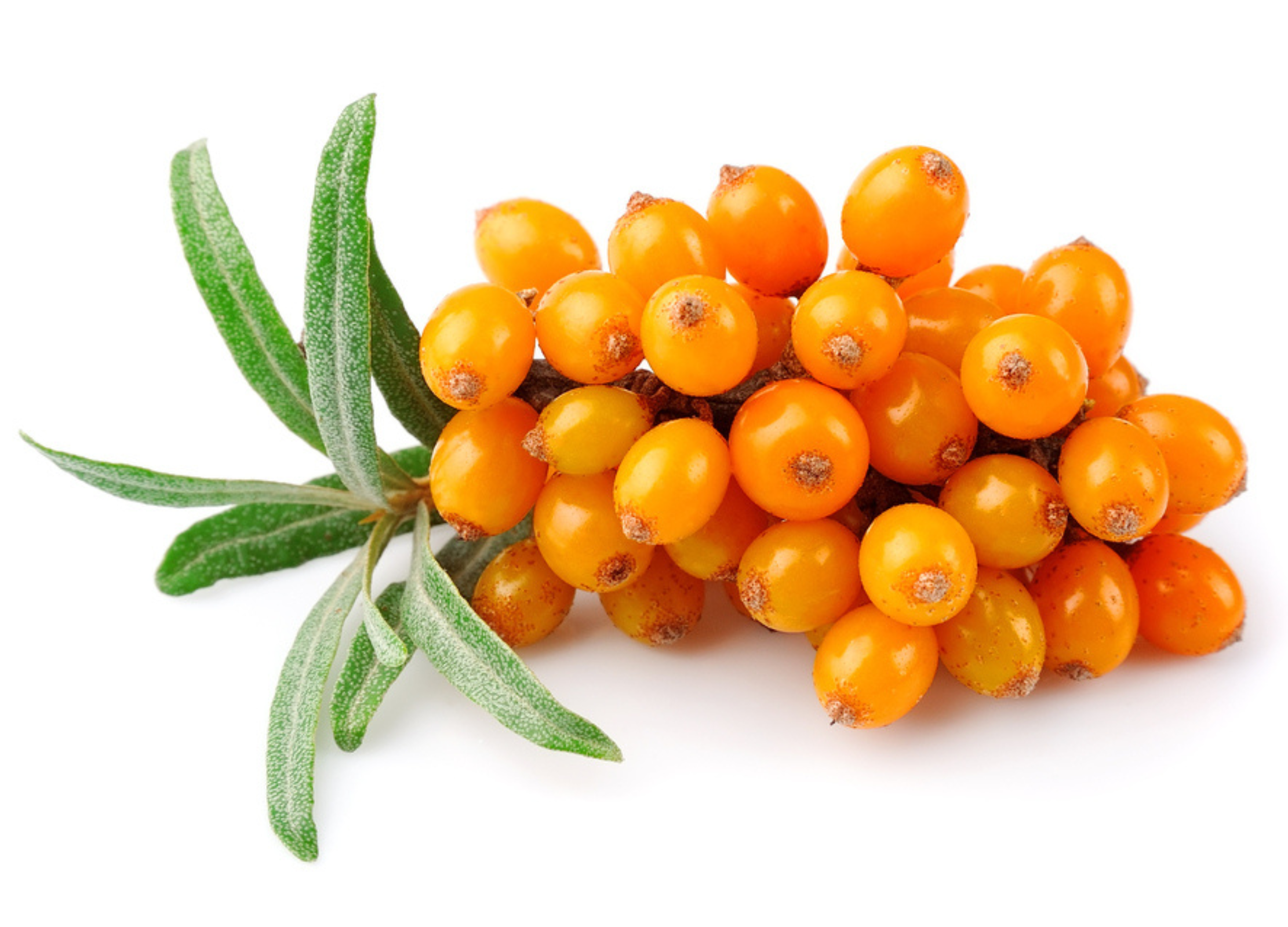 Sanddornbeeren orange-gelb, glänzend, dichter Fruchtstand mit grünen Blättern