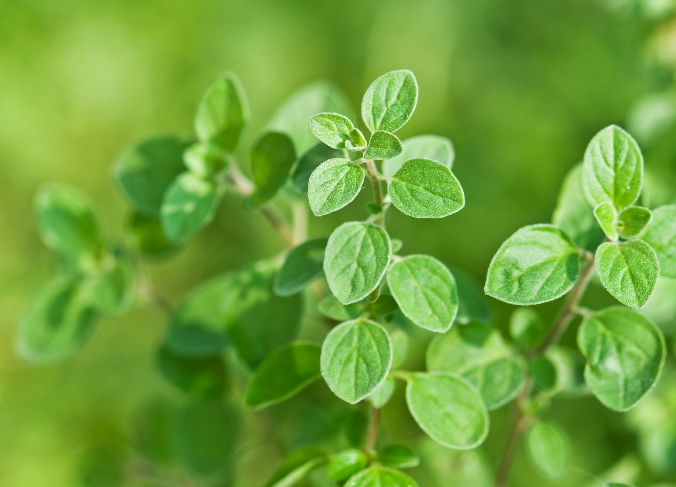 Frische Oregano-Pflanze mit hellgrünen, ovalen Blättern und feinen Blattadern auf grünem verschwommenem Hintergrund.
