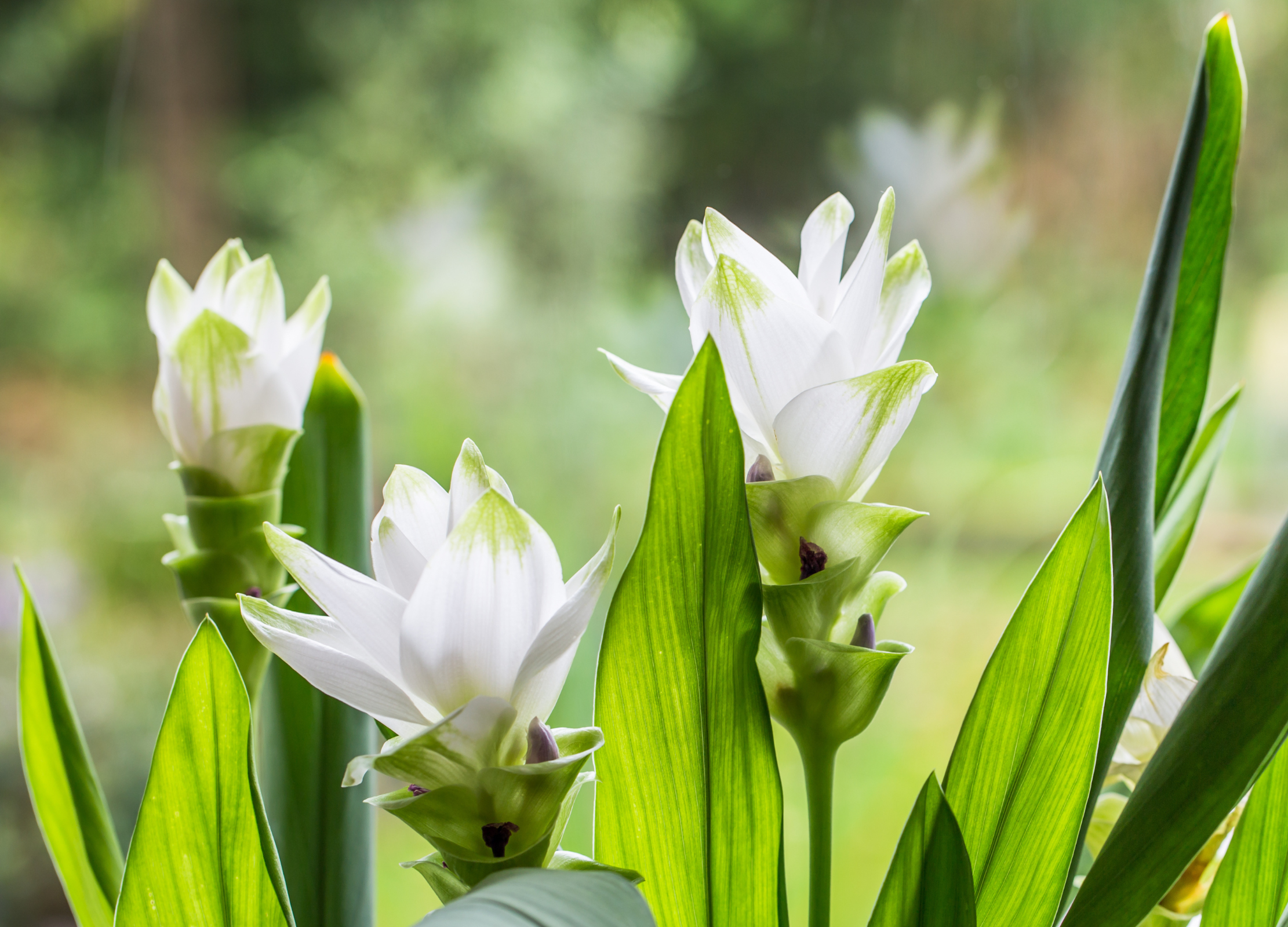 Mehrere weiße Kurkuma-Blüten mit grünen Spitzen ragen zwischen langen, lanzettlichen Blättern in die Höhe