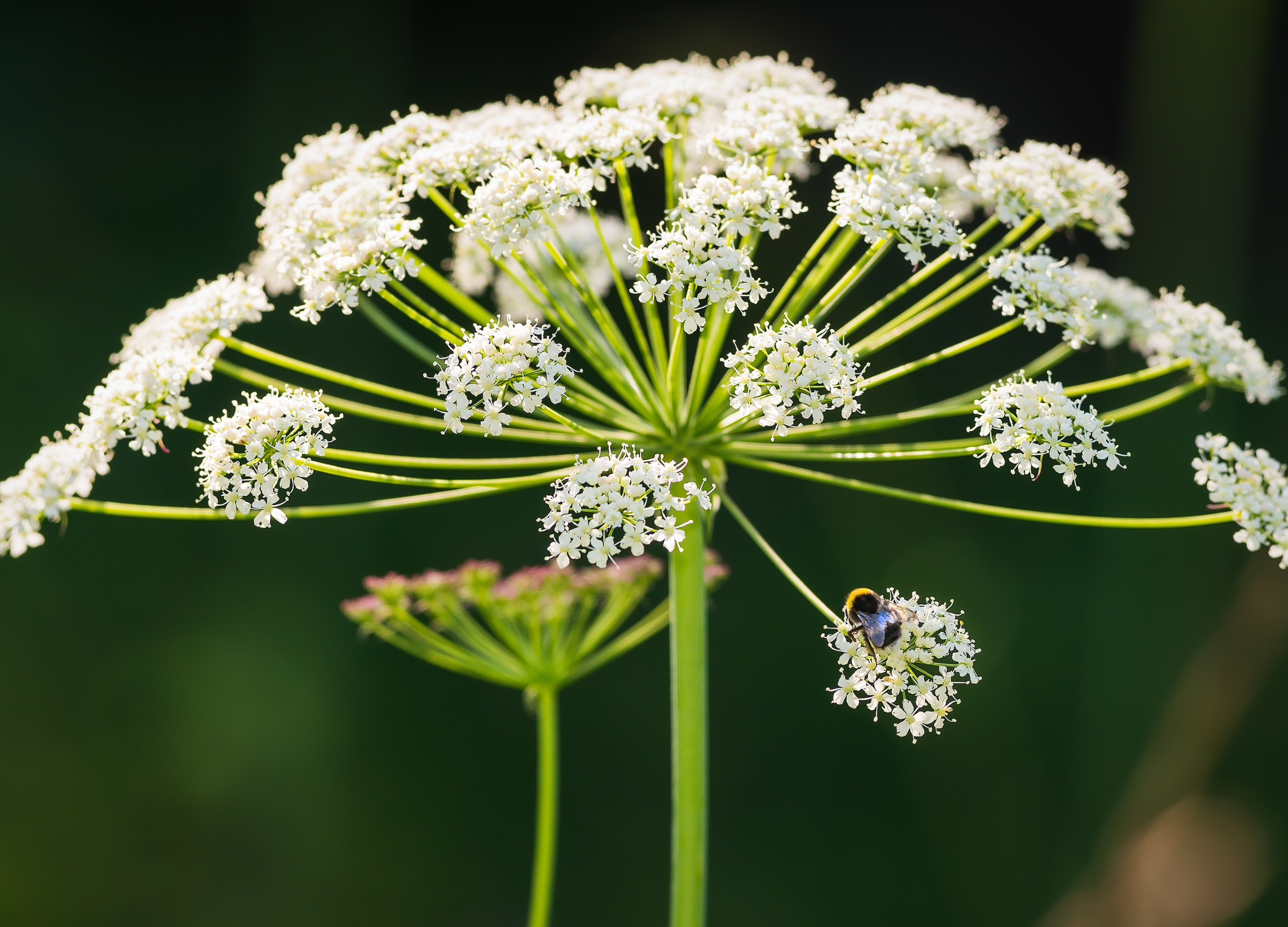 Weißblühender Doldenblütler mit filigranen Einzelblüten und einer Hummel auf einer der Blütendolden