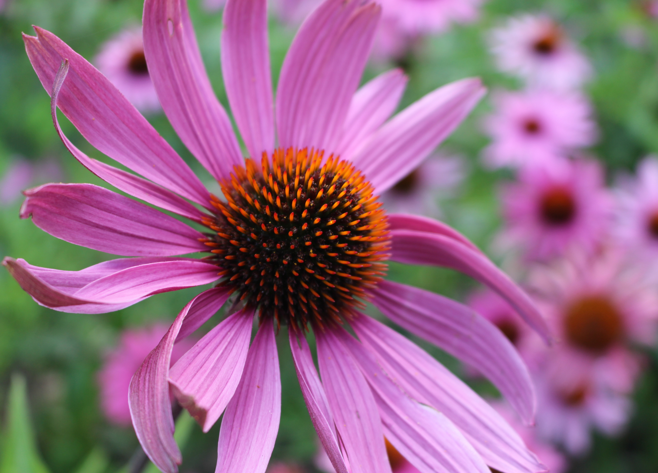Große, pinkfarbene Echinacea-Blüte mit dunklem, stacheligem Zentrum in Nahaufnahme, umgeben von weiteren Blüten im Hintergrund