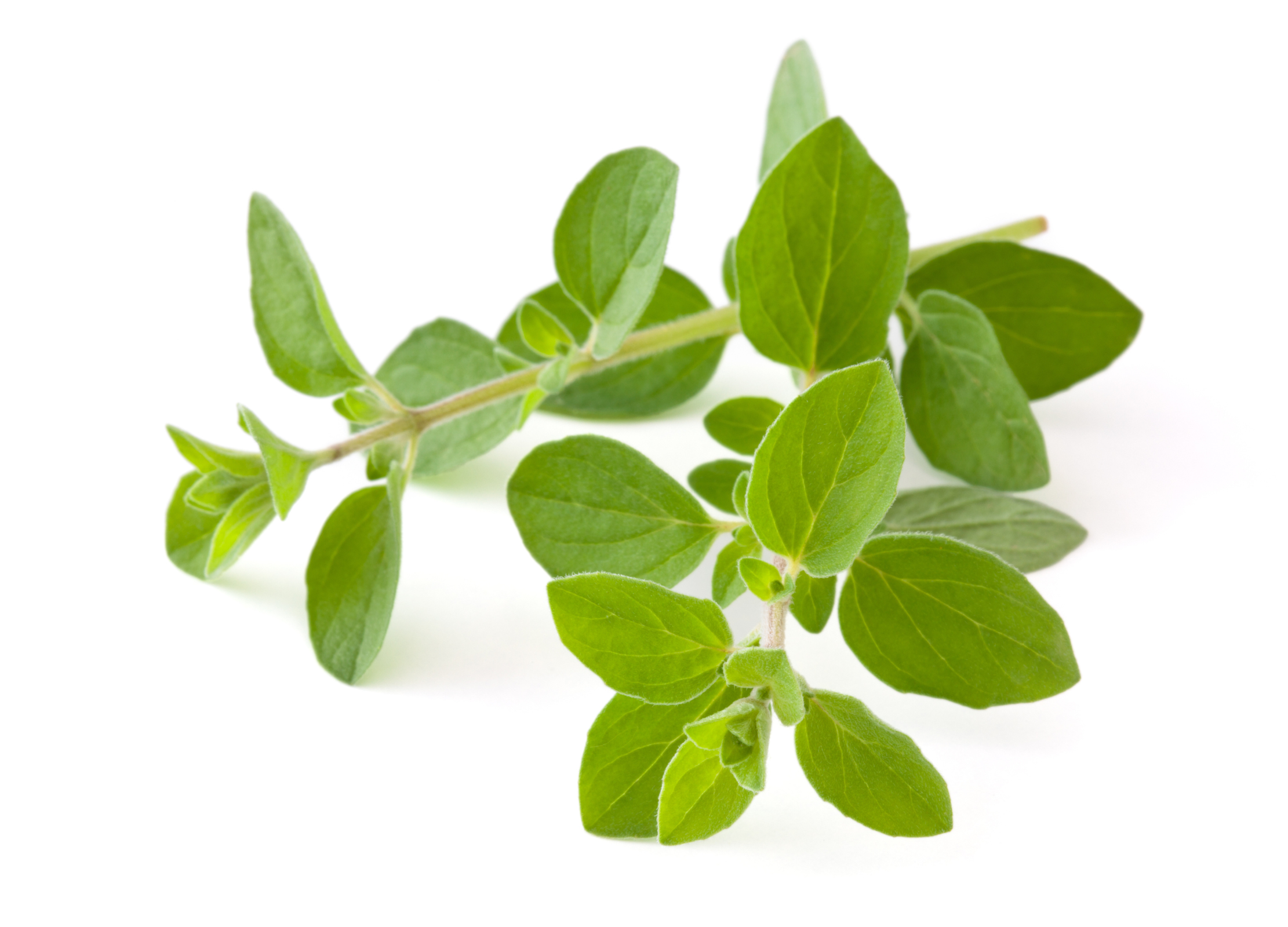 Frische Oregano-Pflanze mit grünen, ovalen Blättern an verzweigten Stielen auf weißem Hintergrund.
