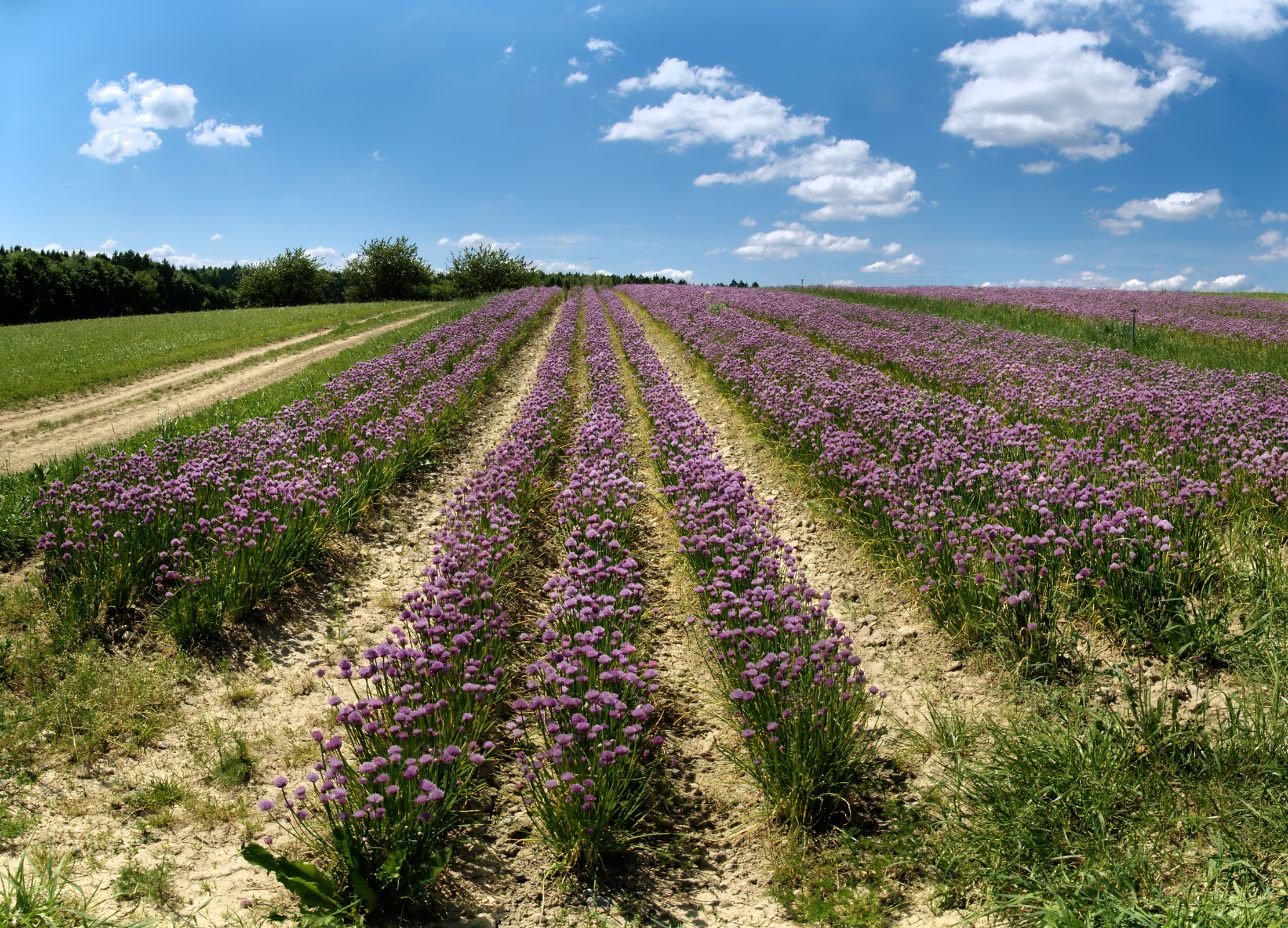 Schnittlauch-Feld mit violetten Blüten in geraden Reihen unter blauem Himmel mit Weiß- wolken, umgeben von grünen Wiesen und Wald.